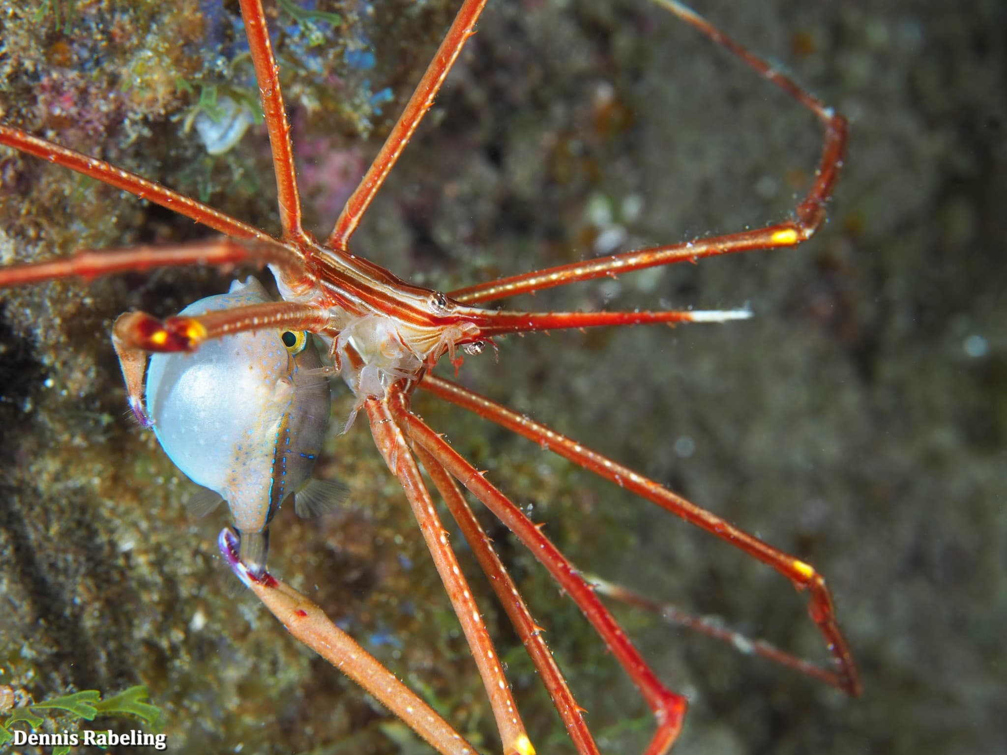 Arrow Crab (Stenorhynchus lanceolatus)