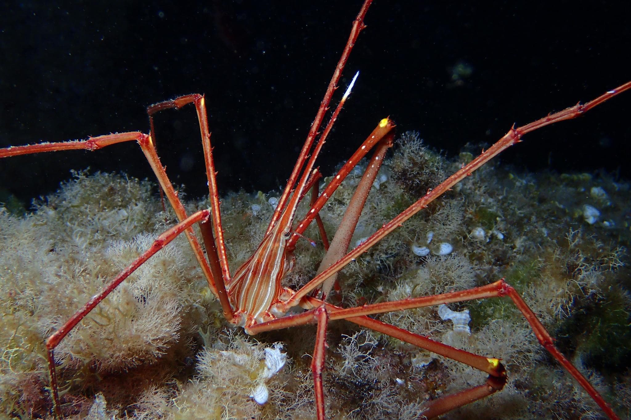 Arrow Crab (Stenorhynchus lanceolatus)