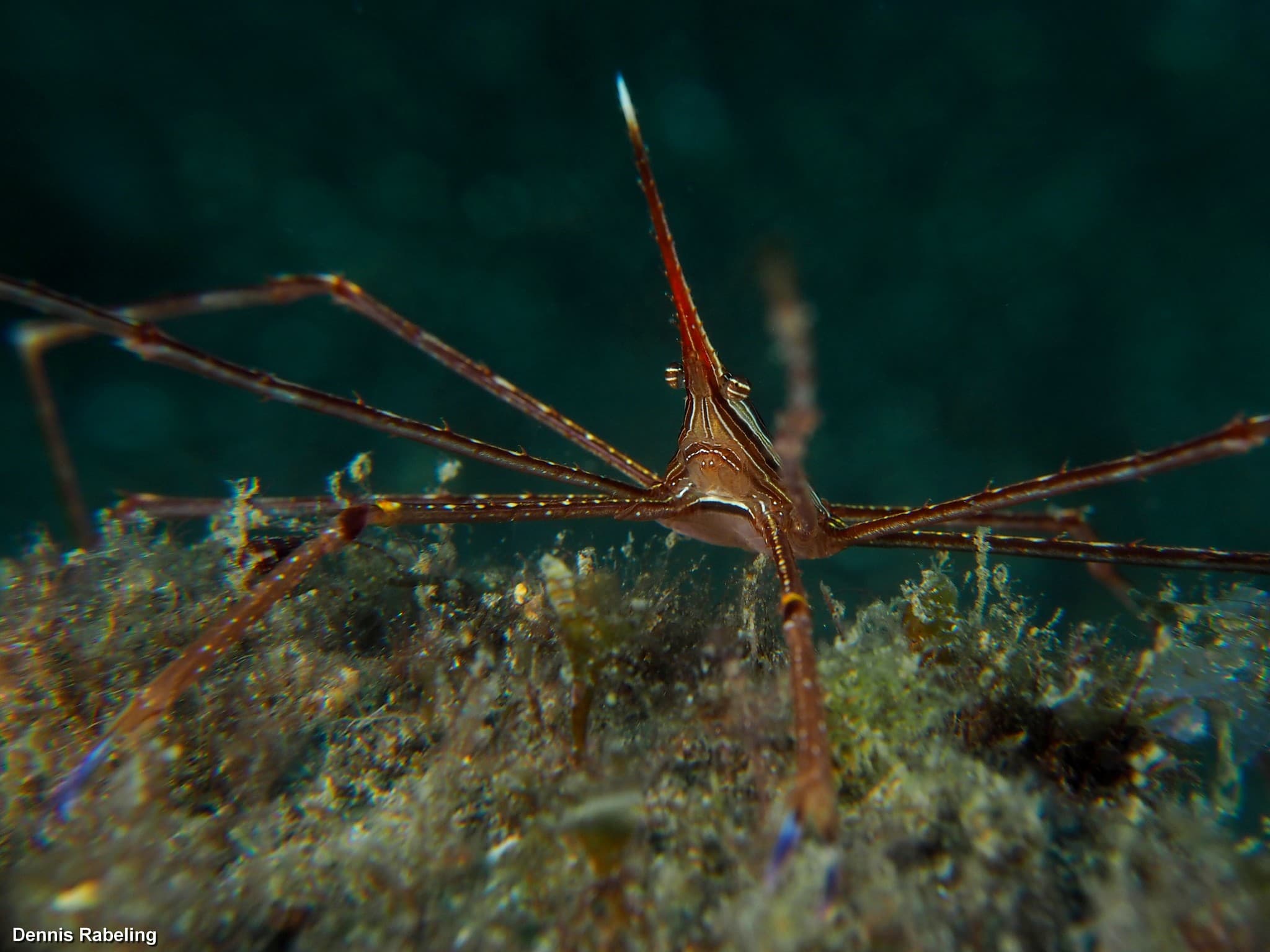 Arrow Crab (Stenorhynchus lanceolatus)