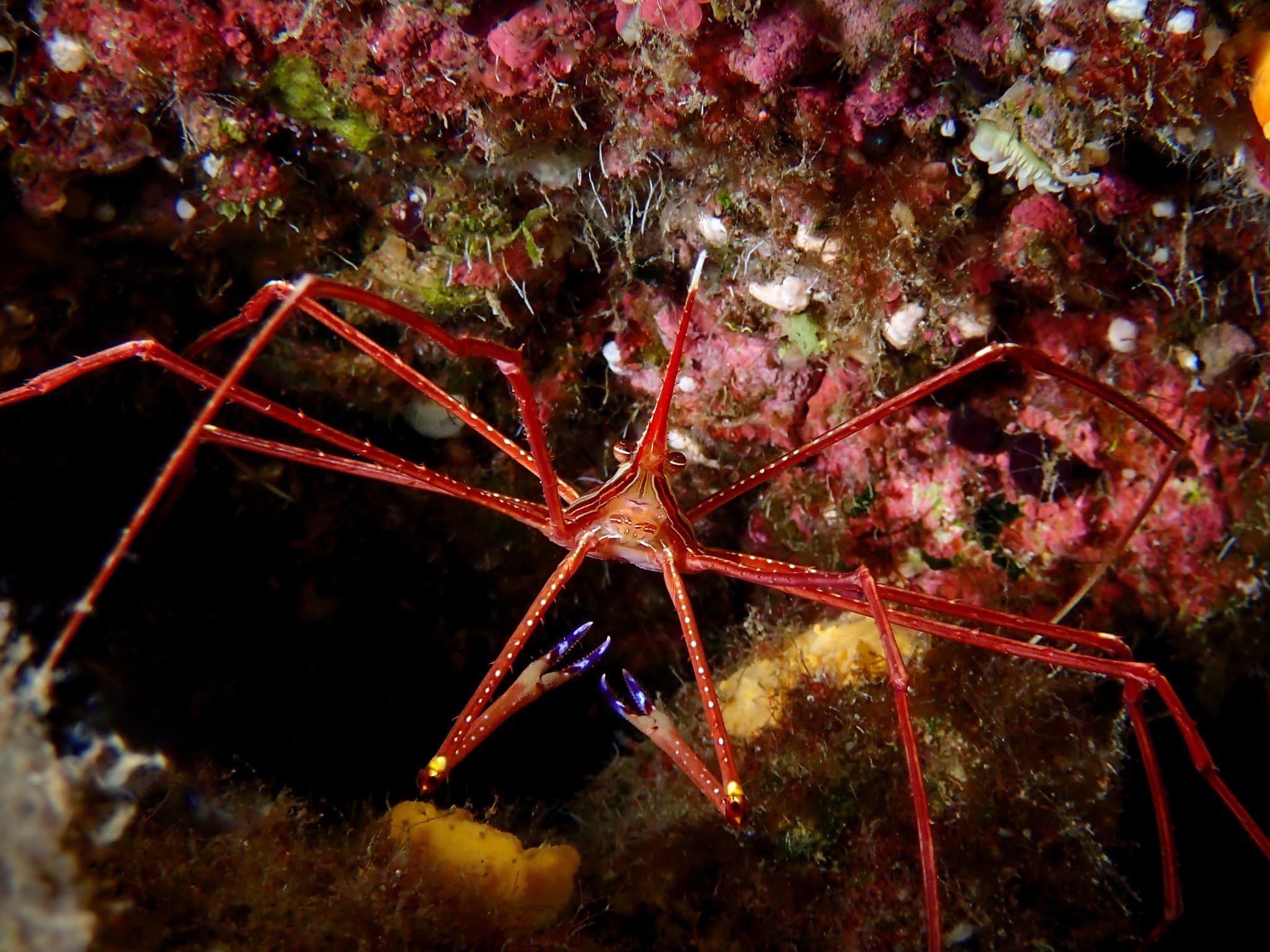 Arrow Crab (Stenorhynchus lanceolatus)