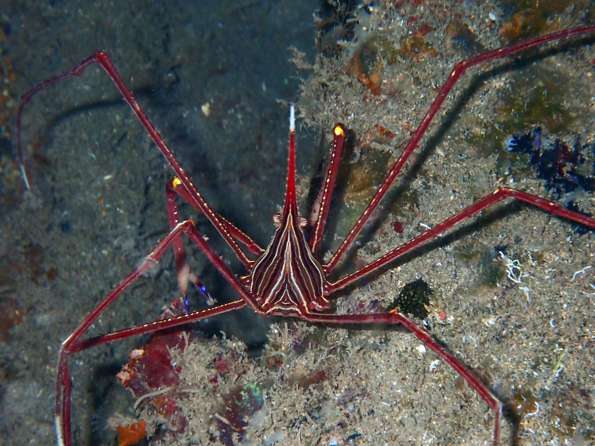 Arrow Crab (Stenorhynchus lanceolatus)