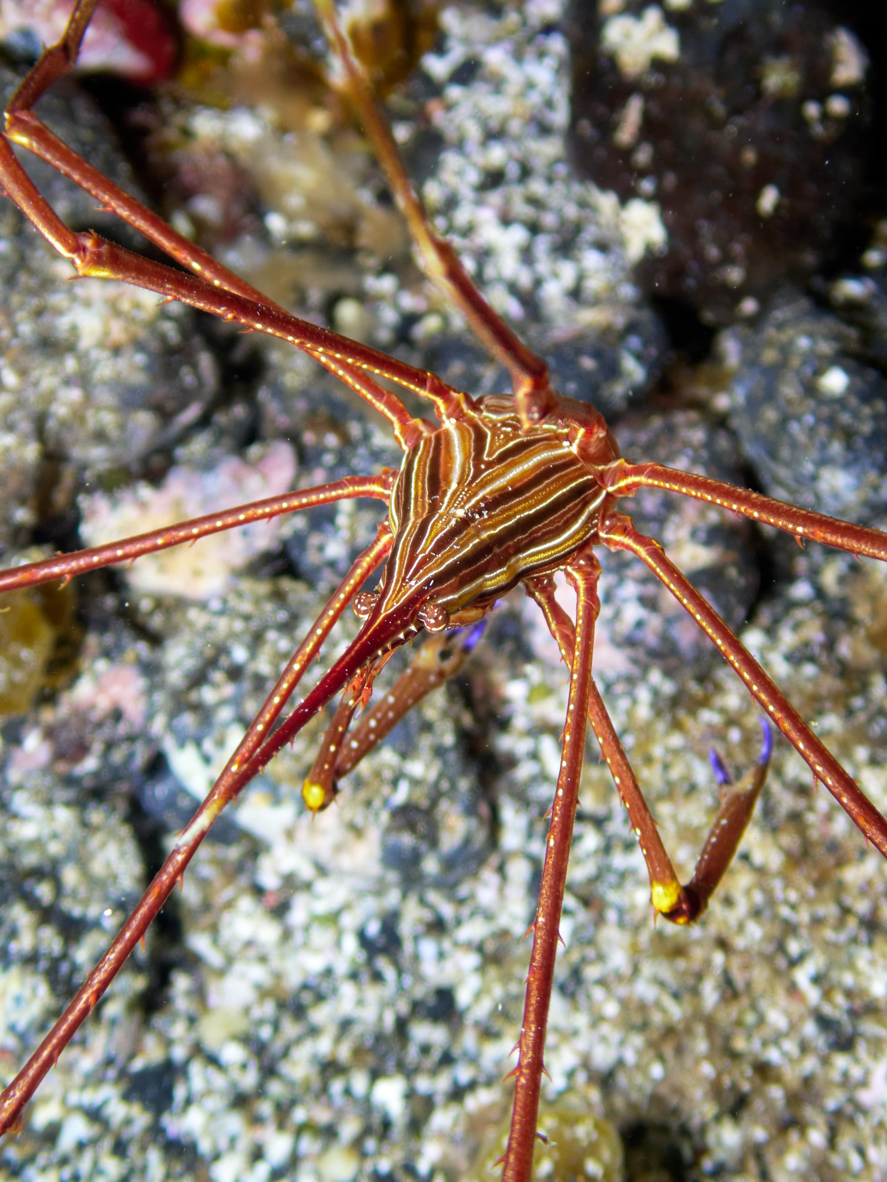 Eastern Atlantic Arrow Crab (Stenorhynchus lanceolatus), Canary Islands