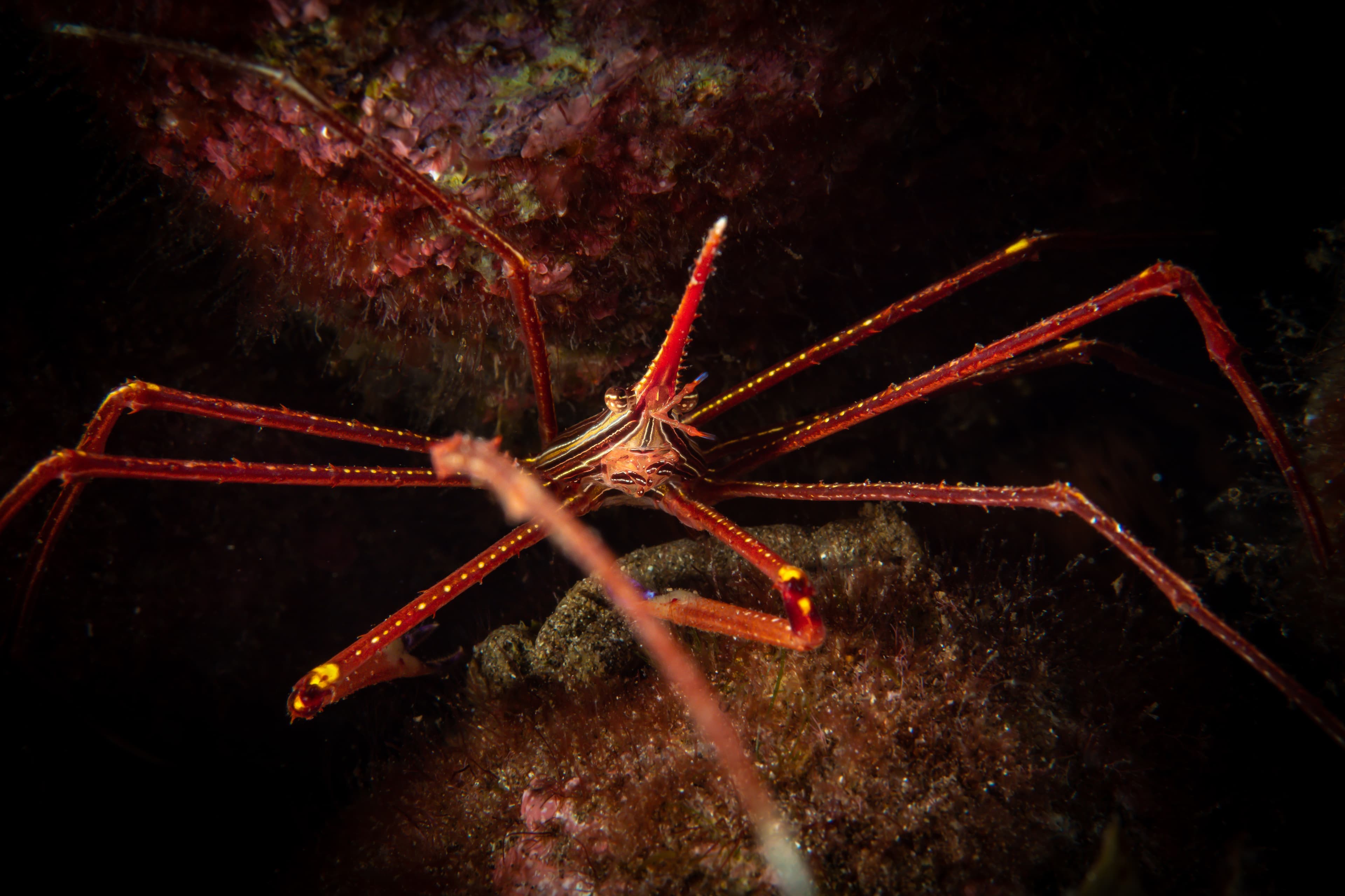 Arrow Crab (Stenorhynchus lanceolatus)