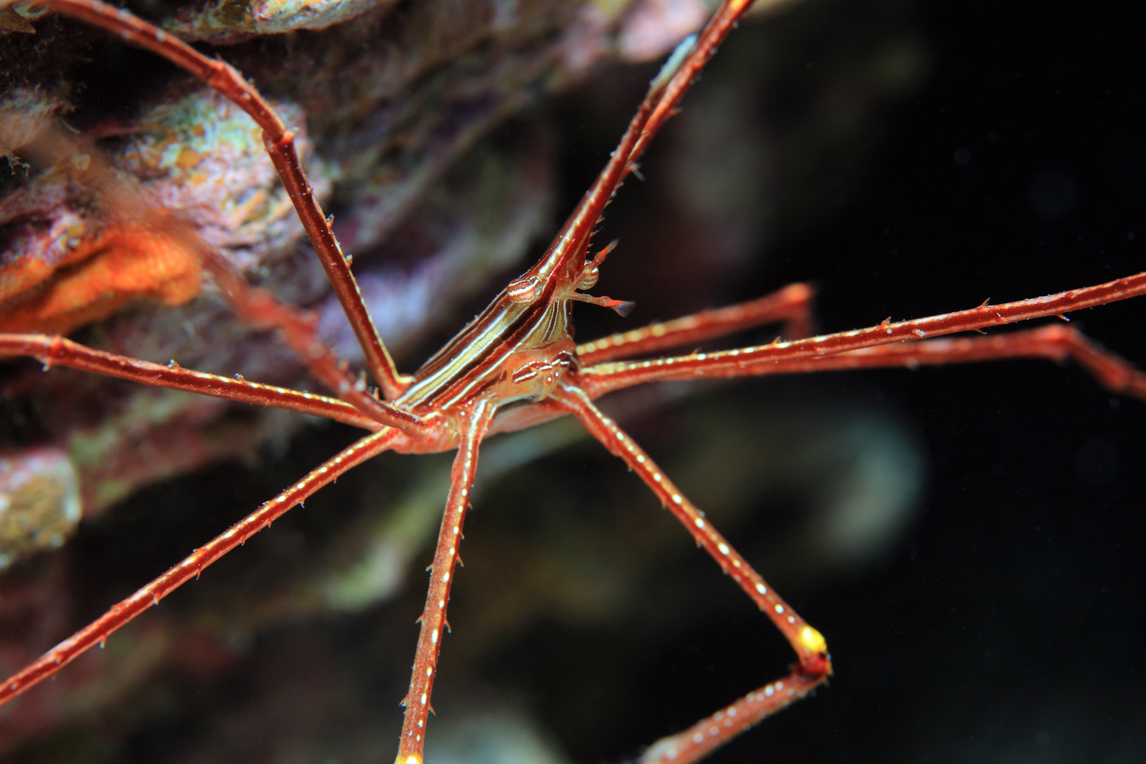 Arrow Crab (Stenorhynchus lanceolatus)