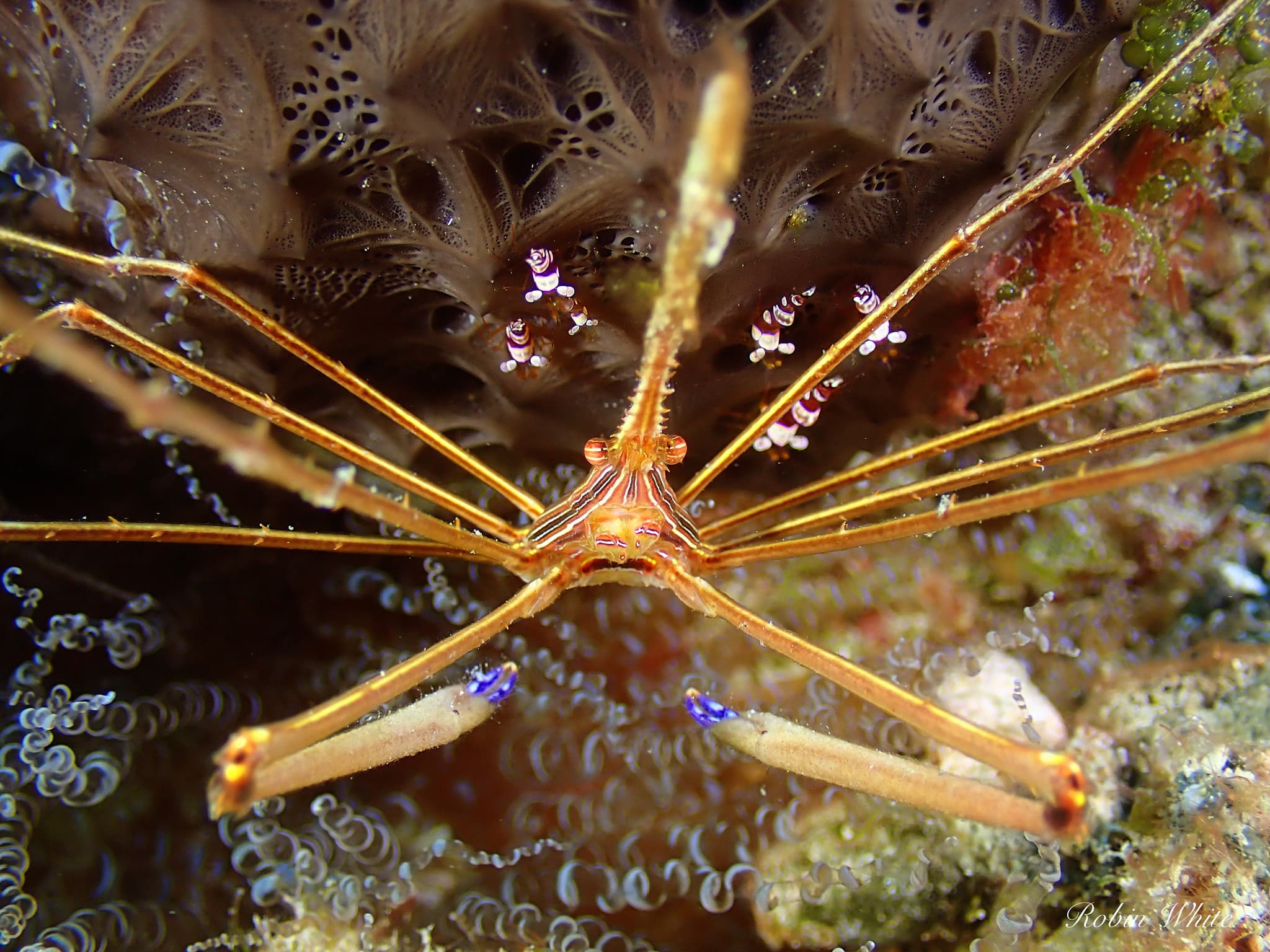 Yellowline Arrow Crab (Stenorhyncus seticornis)