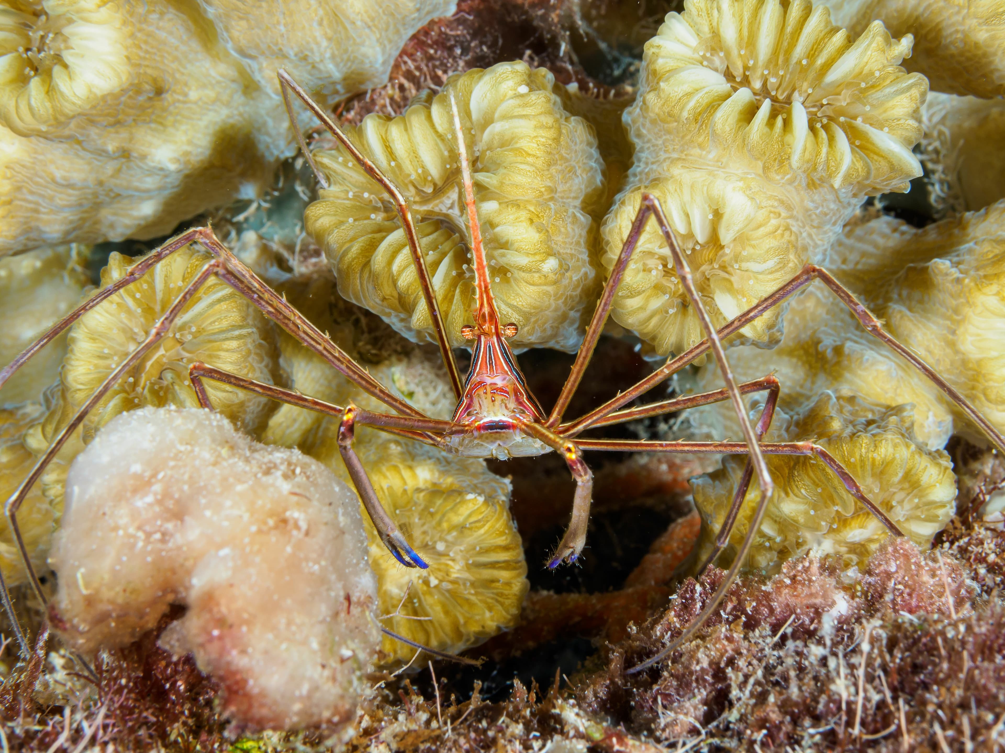 Yellowline Arrow Crab (Stenorhyncus seticornis)