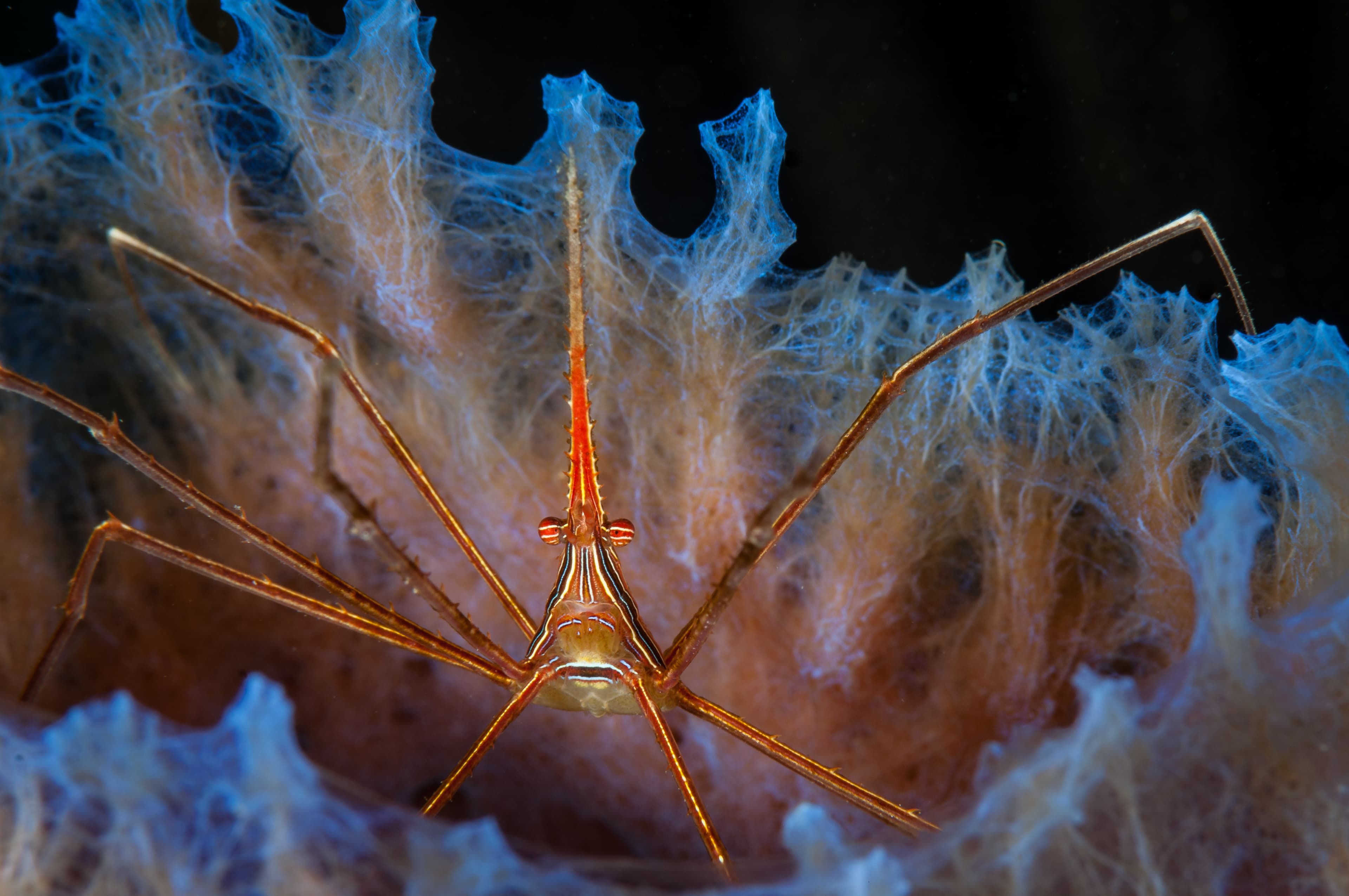 Yellowline Arrow Crab (Stenorhyncus seticornis) sits in an azure vase sponge. Bonaire, Netherlands Antilles