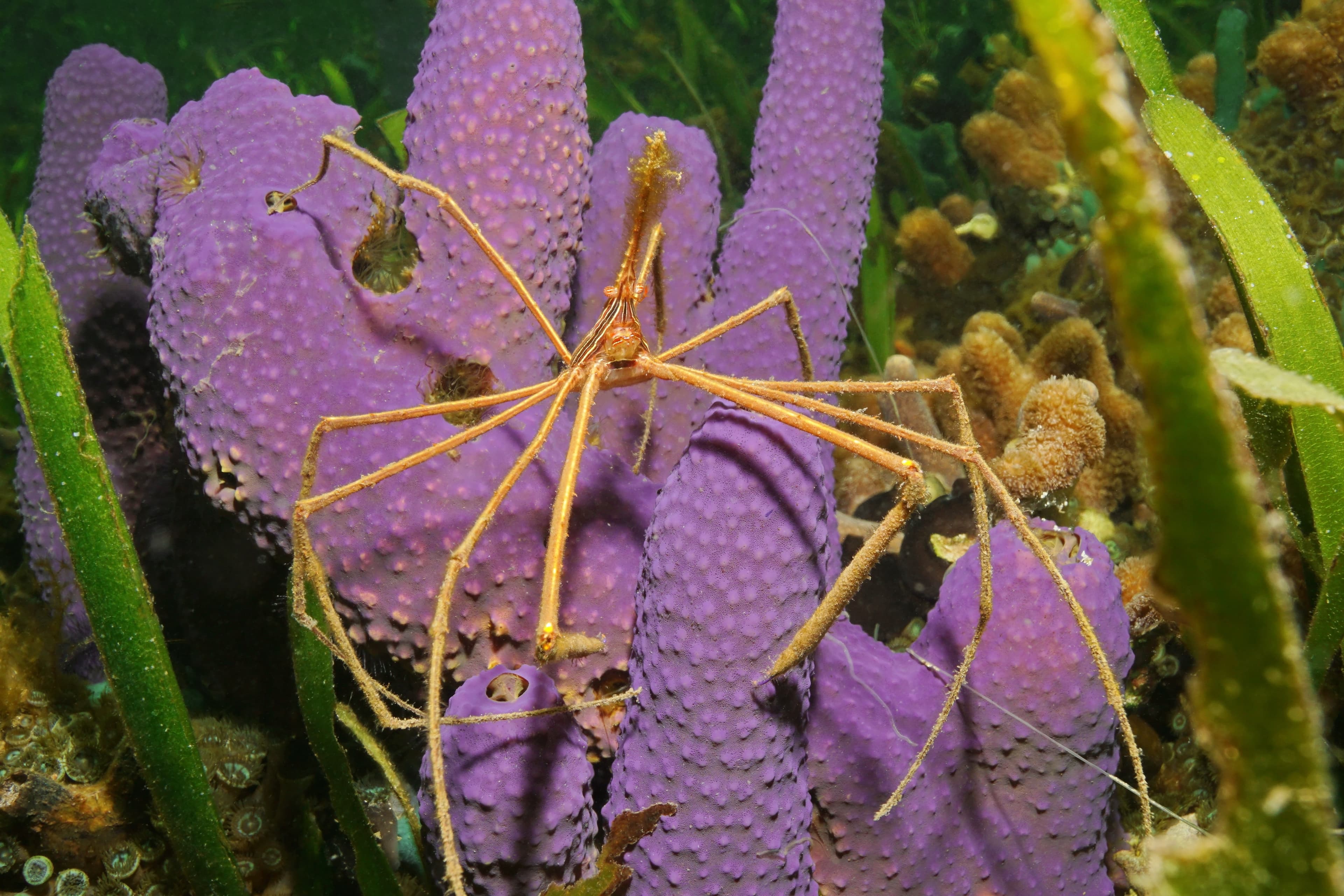 Yellowline Arrow Crab (Stenorhyncus seticornis) on tube sponge