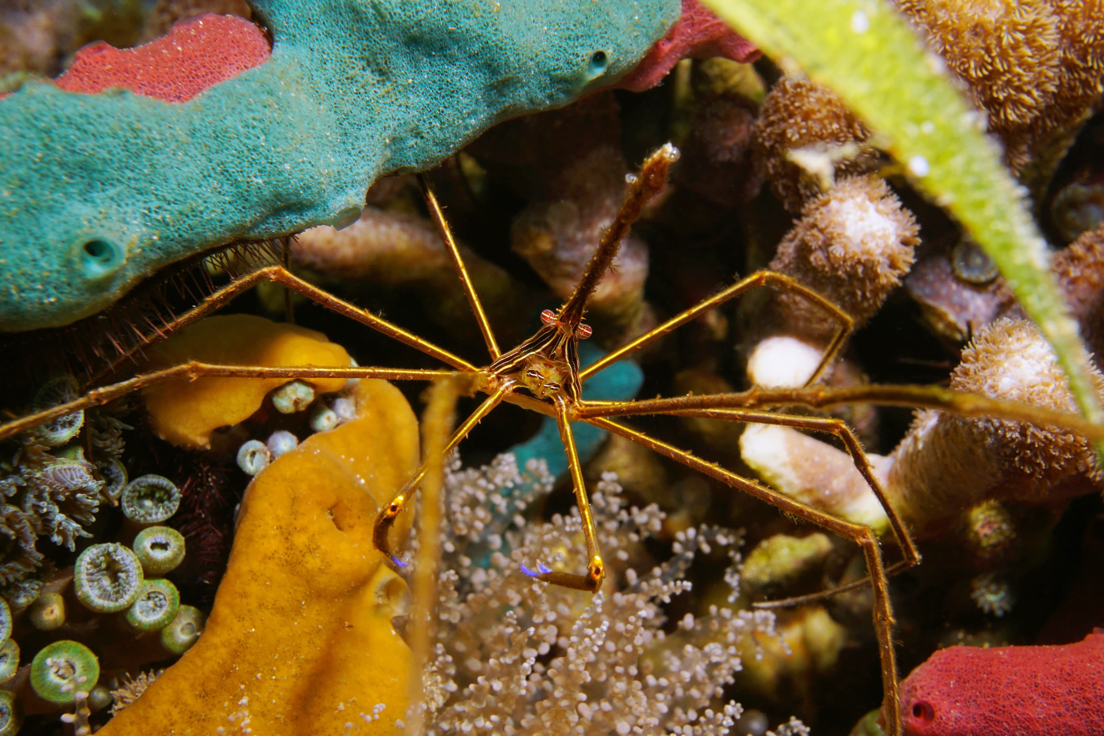 Yellowline Arrow Crab (Stenorhyncus seticornis) in the Caribbean Sea, Panama, Central America