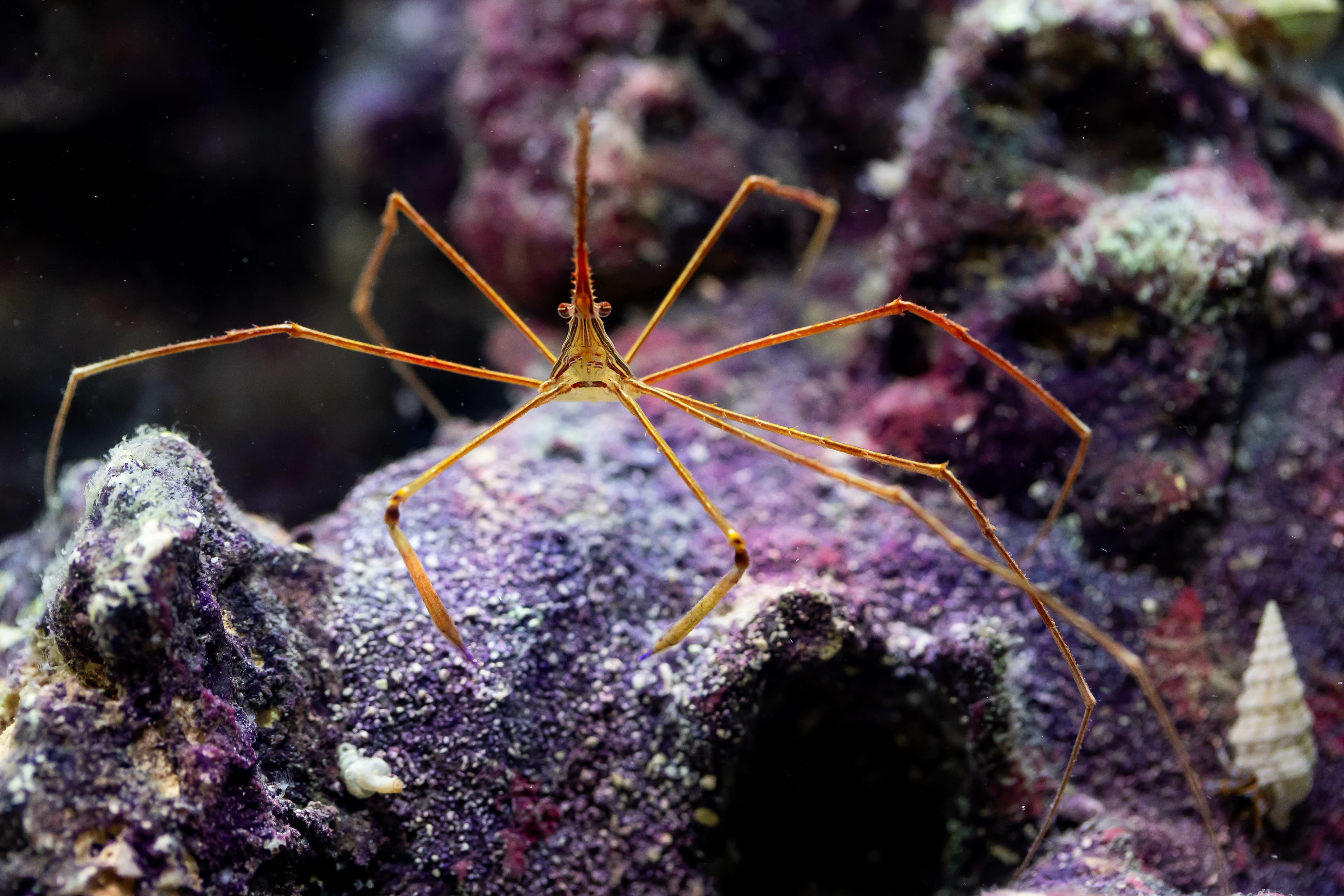 Yellowline Arrow Crab (Stenorhyncus seticornis)