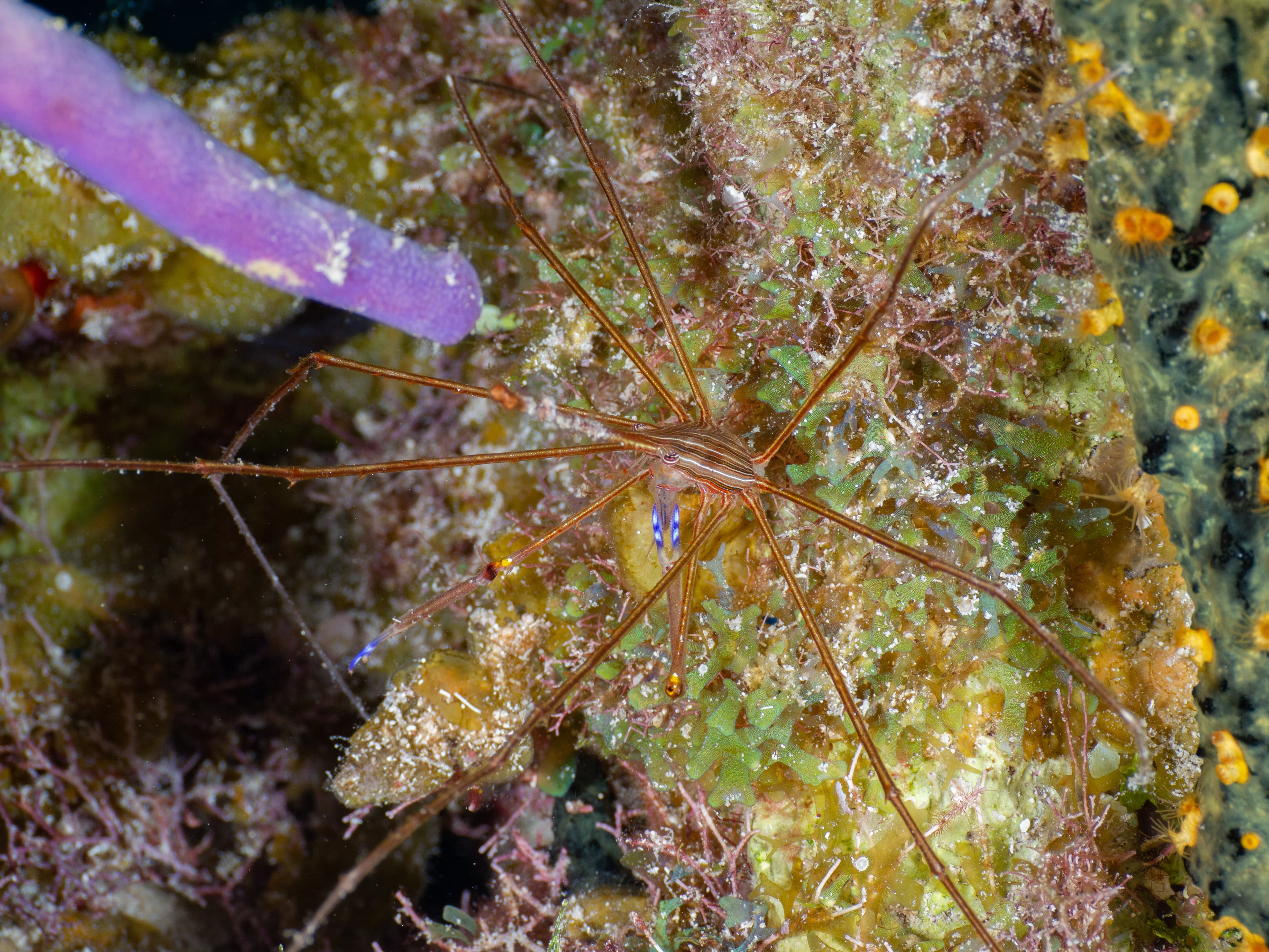 Yellowline Arrow Crab (Stenorhyncus seticornis), Grand Cayman, Cayman Islands