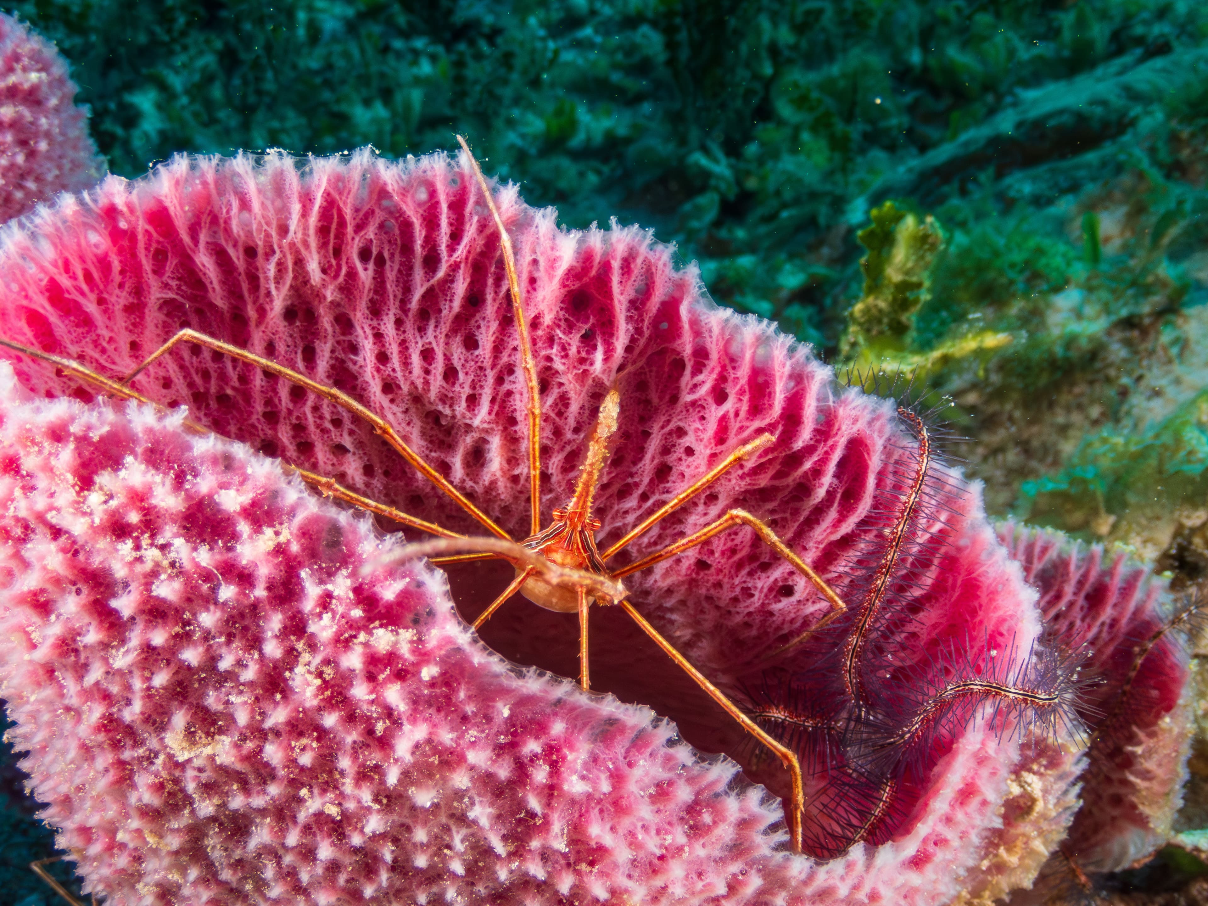 Yellowline Arrow Crab (Stenorhyncus seticornis), Cozumel, Mexico