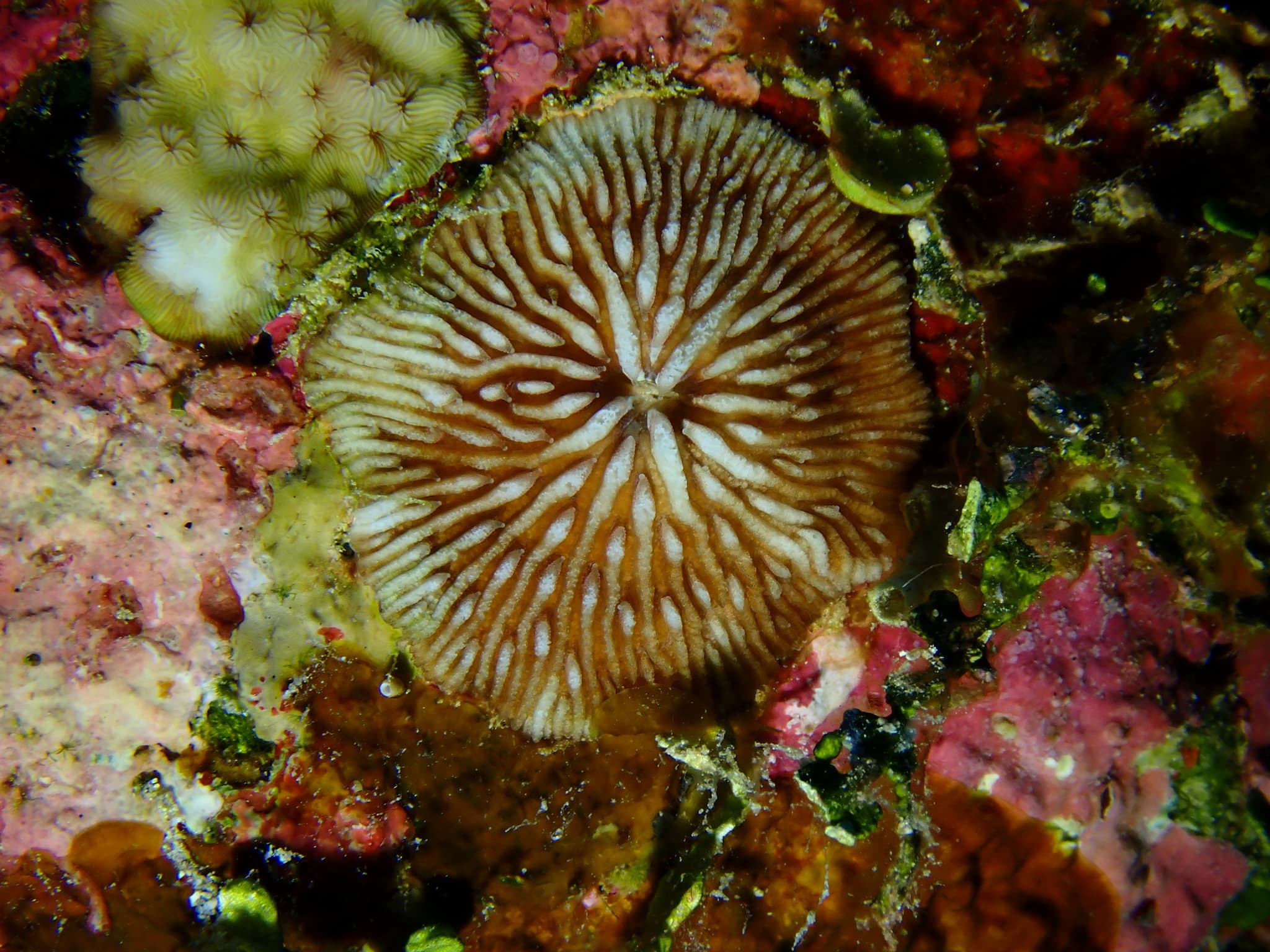 Jebb's Mushroom Coral (Cantharellus jebbi)