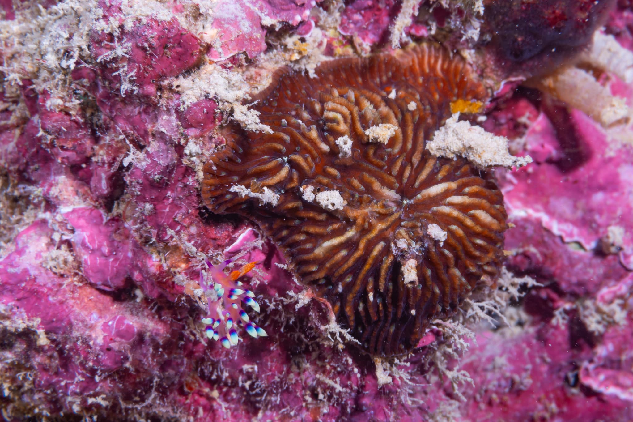 Jebb's Mushroom Coral (Cantharellus jebbi)