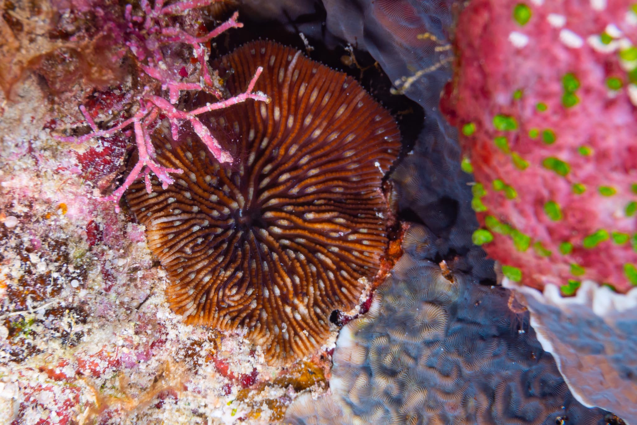 Jebb's Mushroom Coral (Cantharellus jebbi)