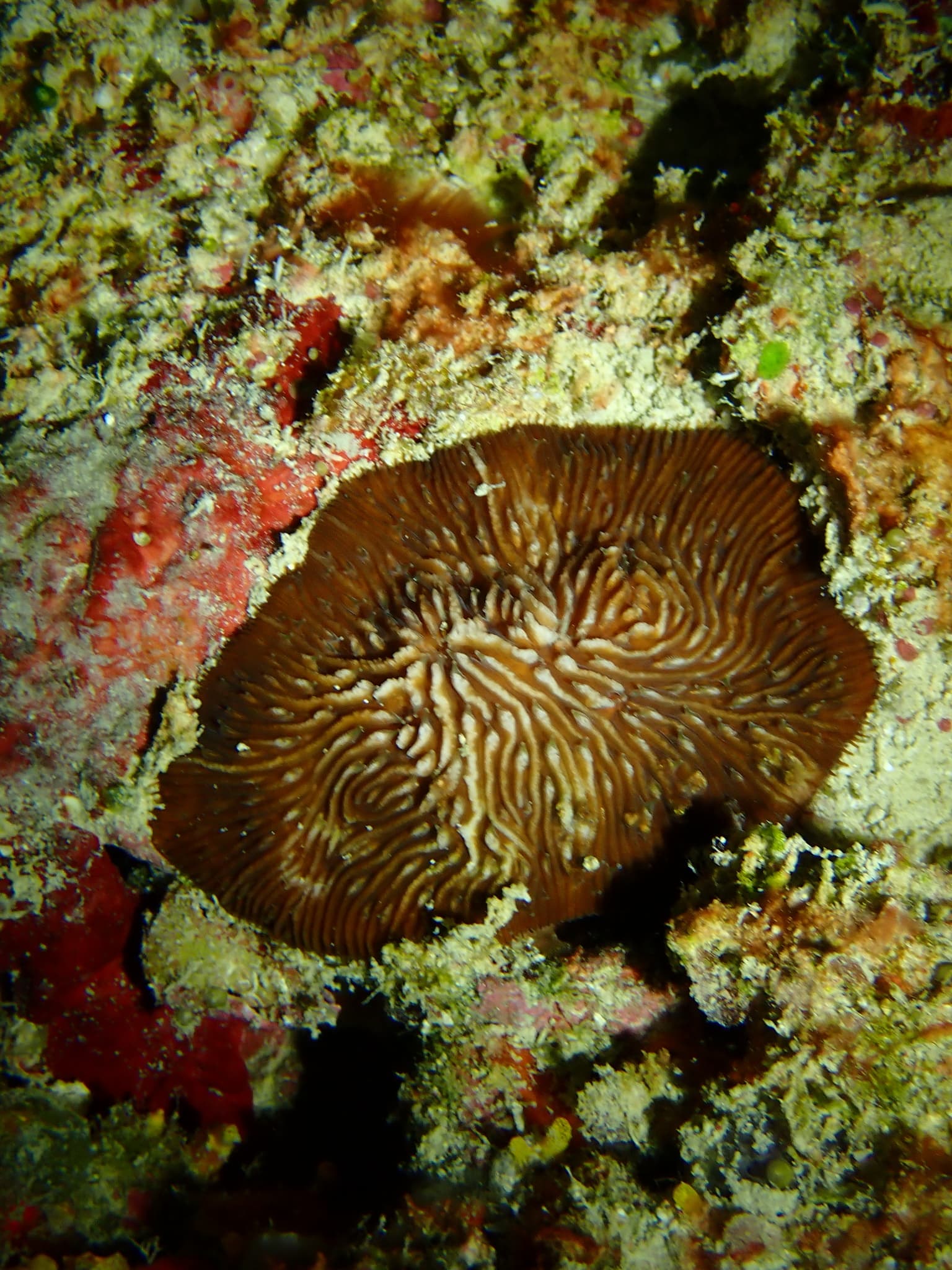 Jebb's Mushroom Coral (Cantharellus jebbi)