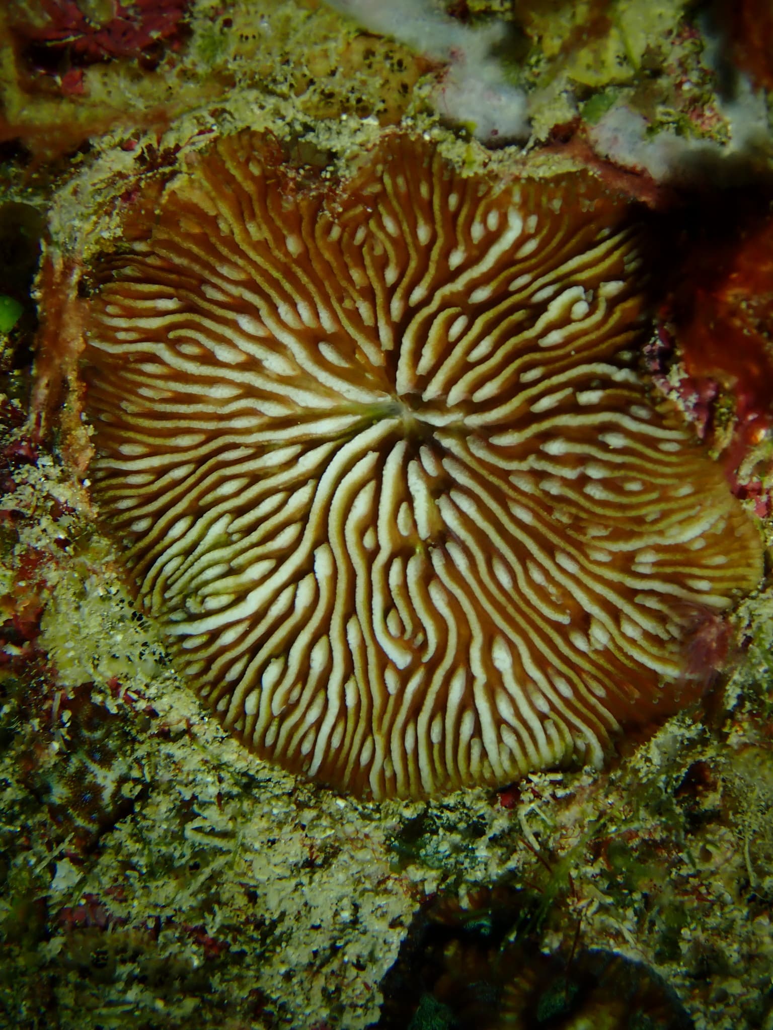 Jebb's Mushroom Coral (Cantharellus jebbi)