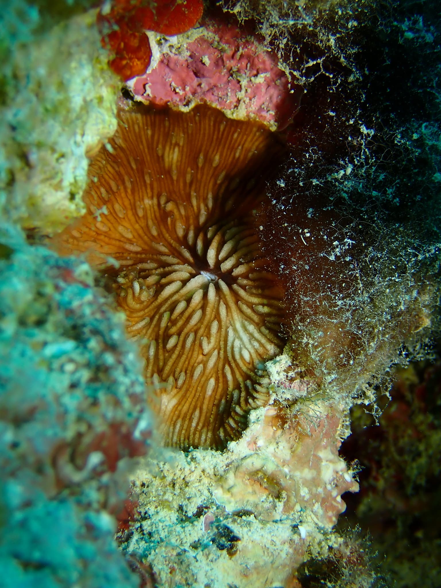 Jebb's Mushroom Coral (Cantharellus jebbi)