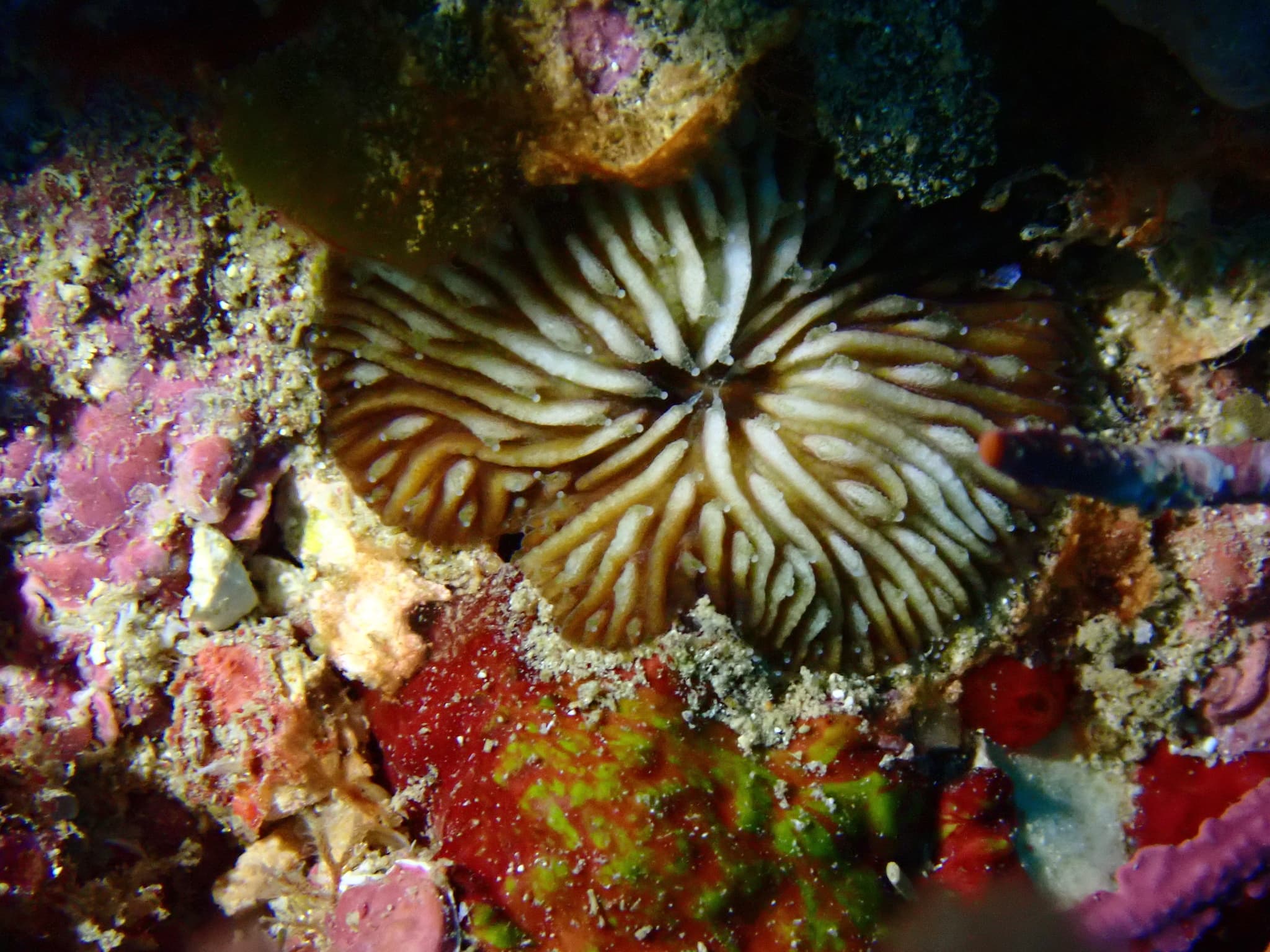 Jebb's Mushroom Coral (Cantharellus jebbi)