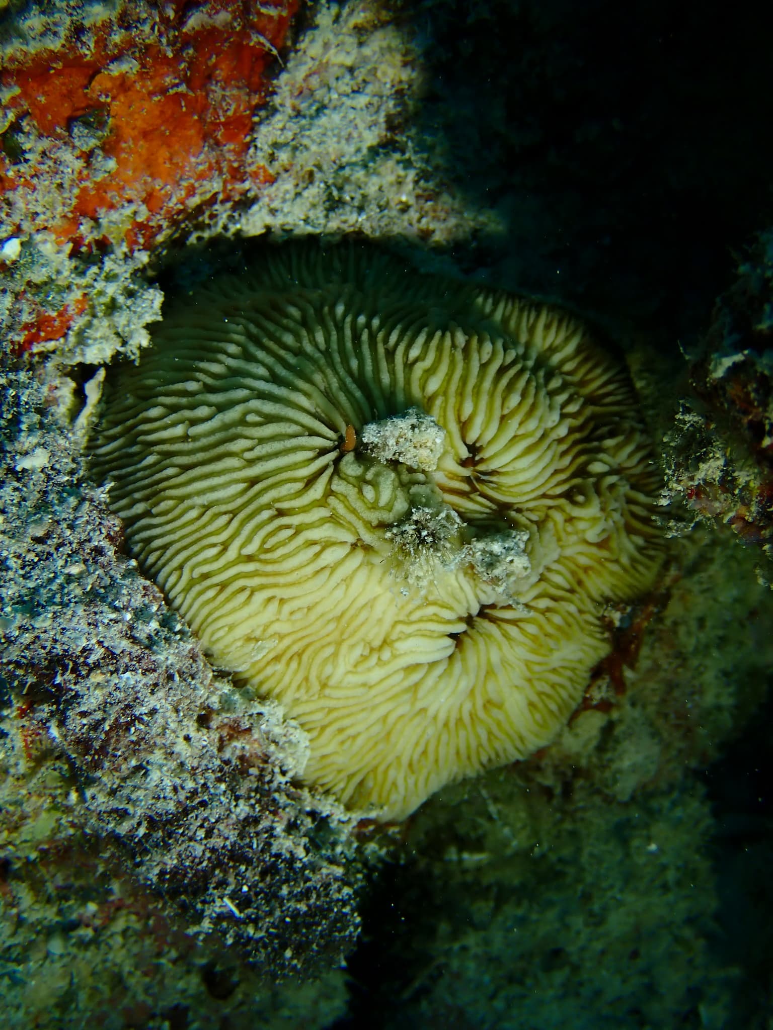 Jebb's Mushroom Coral (Cantharellus jebbi)