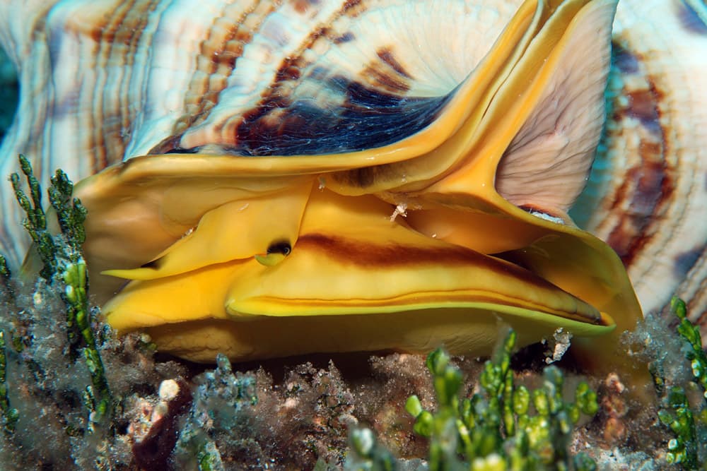 Horned Helmet (Cassis cornuta) close-up