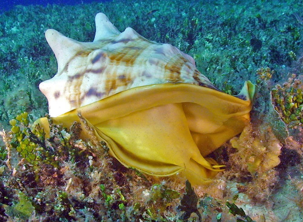 Horned Helmet (Cassis cornuta)