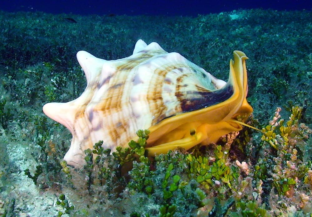 Horned Helmet (Cassis cornuta)