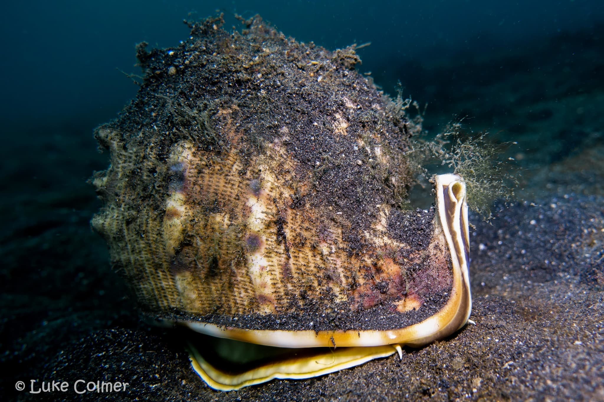 Horned Helmet (Cassis cornuta)