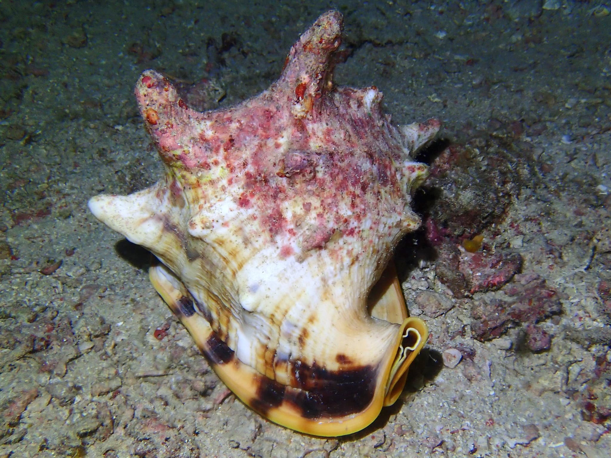 Horned Helmet (Cassis cornuta)