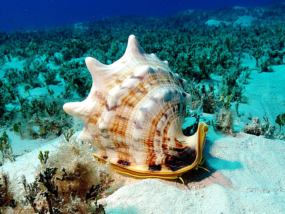 Horned Helmet (Cassis cornuta)