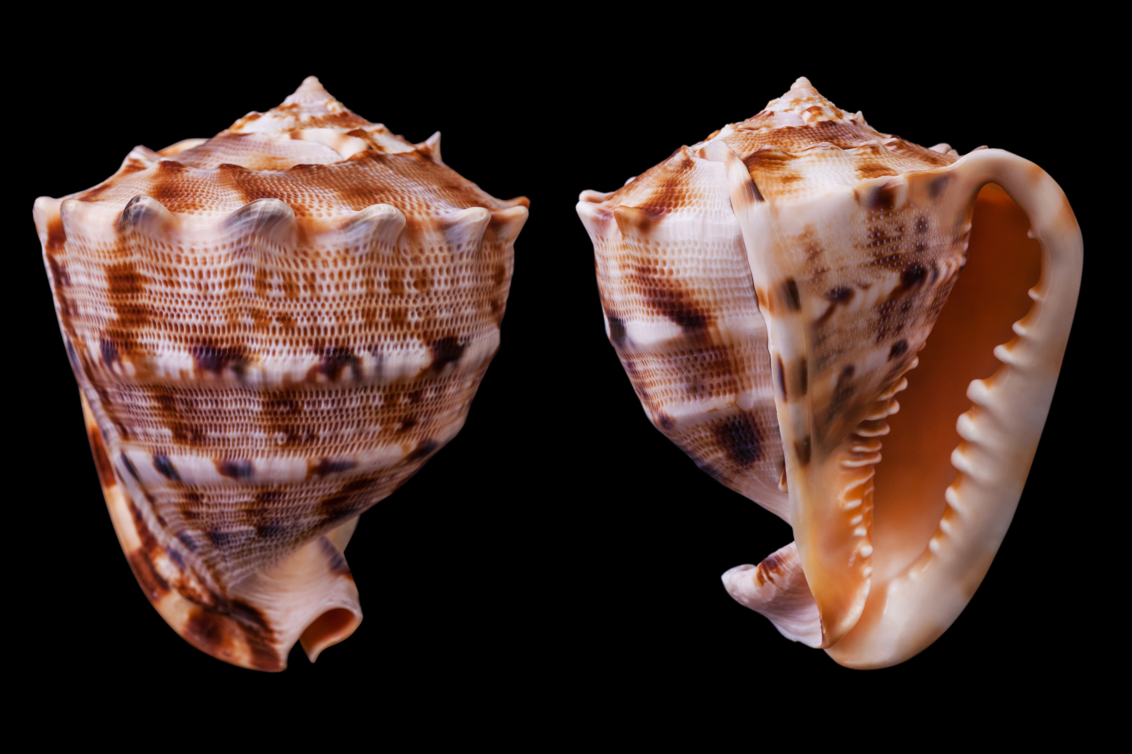 Horned Helmet (Cassis cornuta) shells