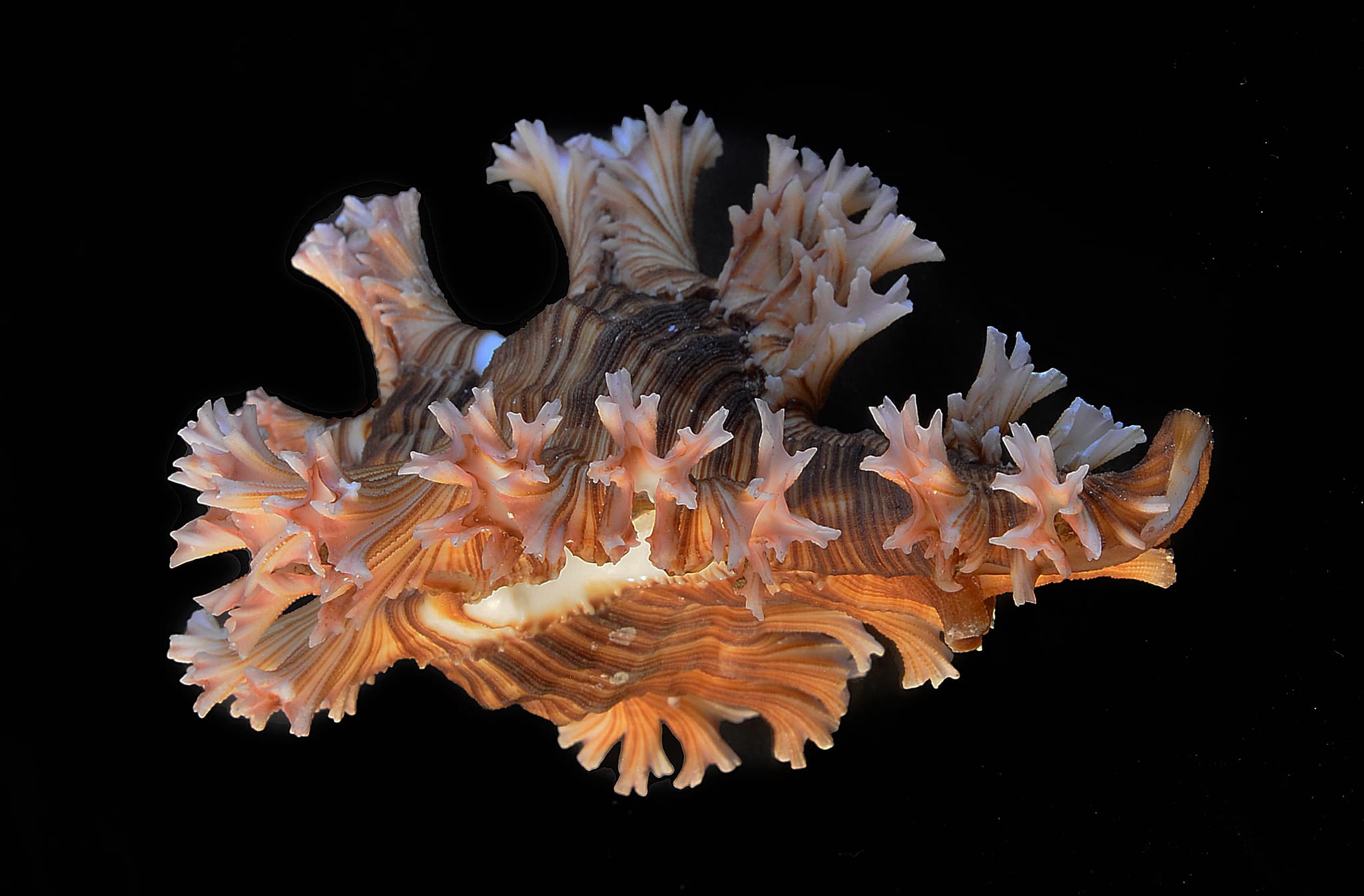 Rose Branch Murex (Chicoreus palmarosae) shell