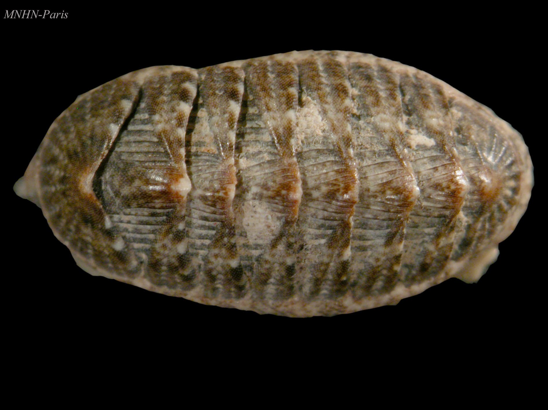 Affinis Chiton (Rhyssoplax affinis)