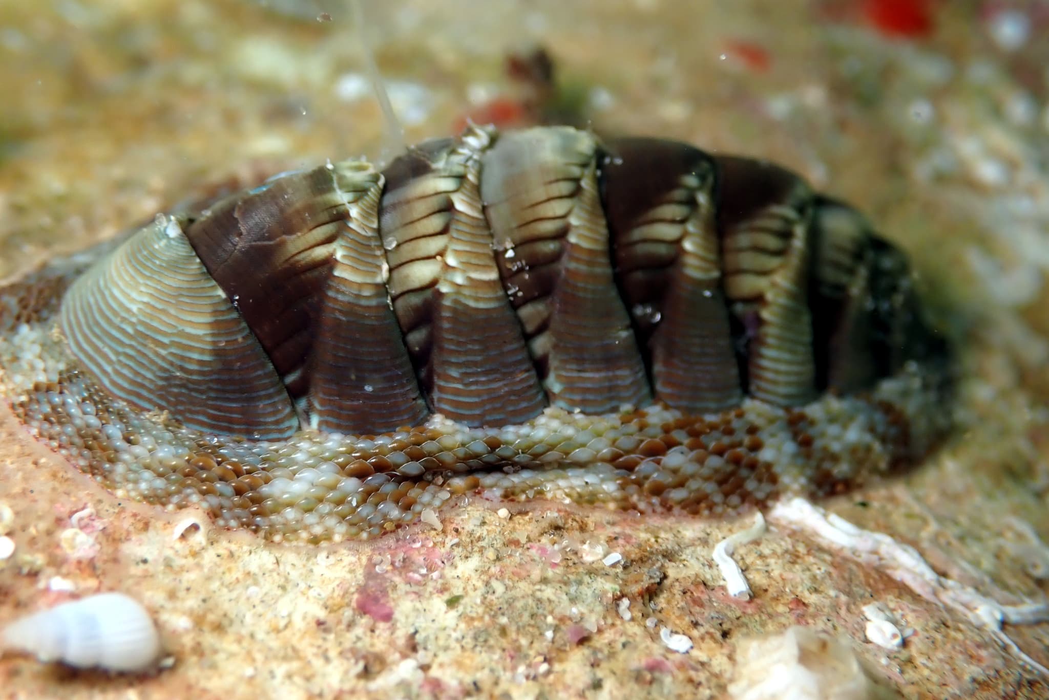 Torri's Chiton (Rhyssoplax torriana)