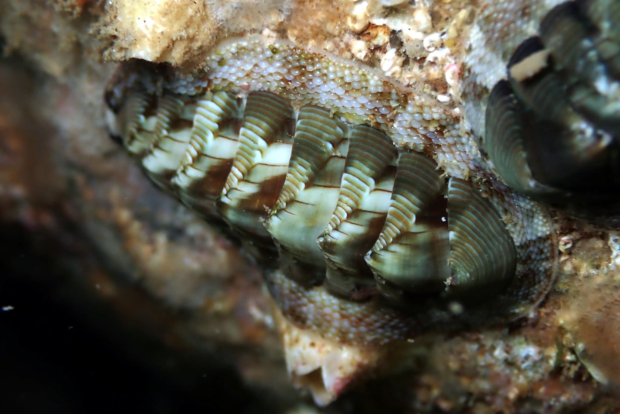 Torri's Chiton (Rhyssoplax torriana)