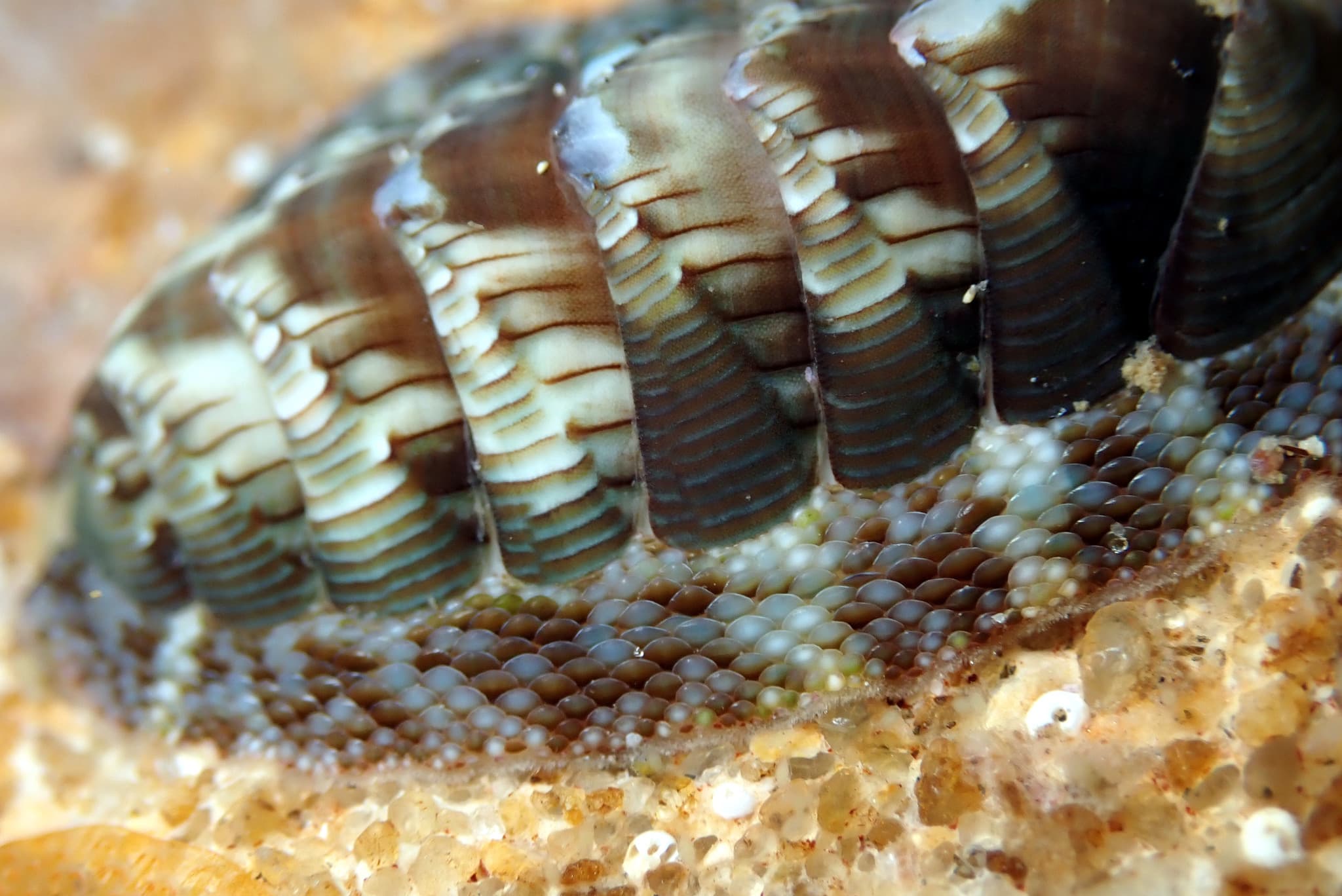 Torri's Chiton (Rhyssoplax torriana)