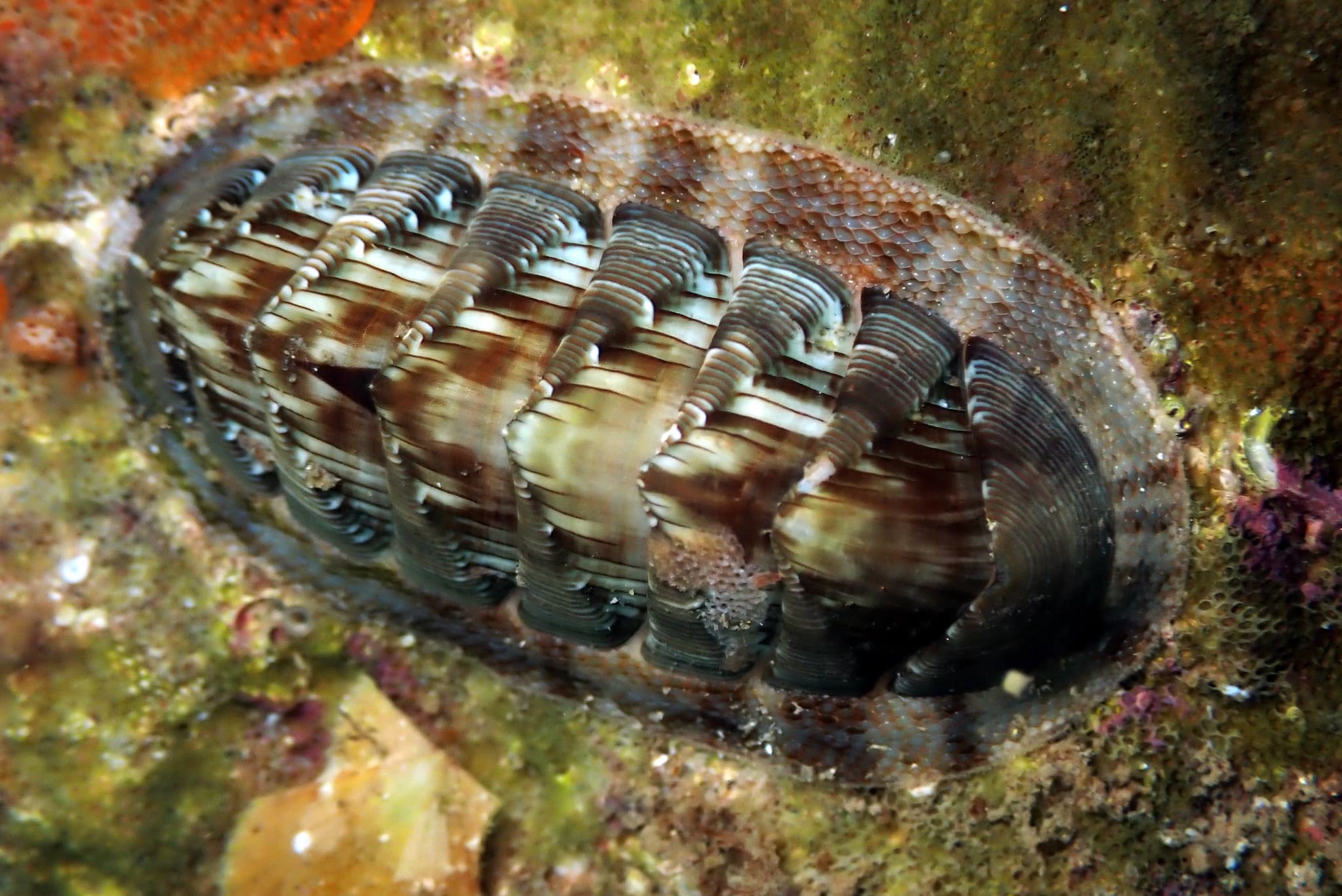 Torri's Chiton (Rhyssoplax torriana)