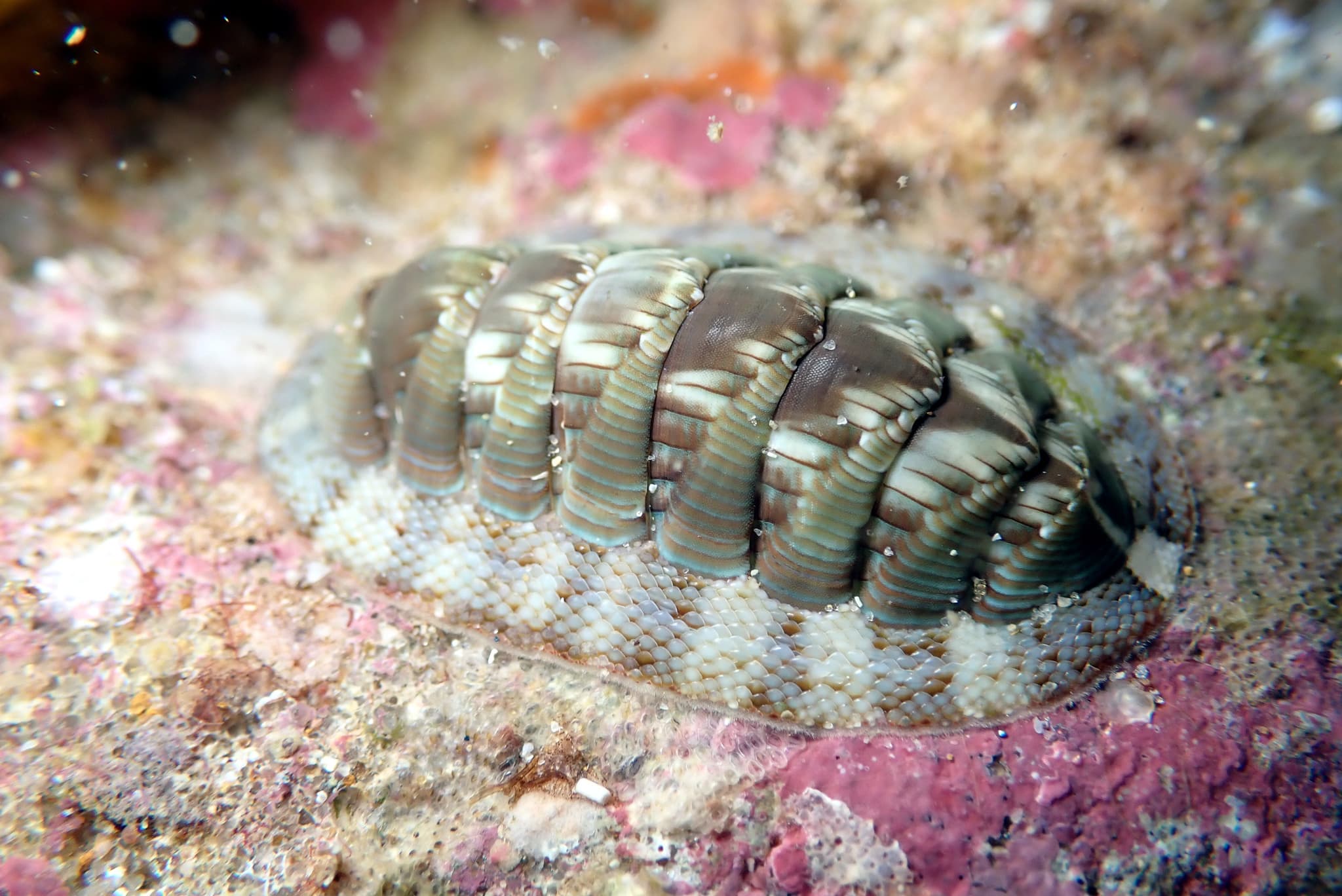 Torri's Chiton (Rhyssoplax torriana)