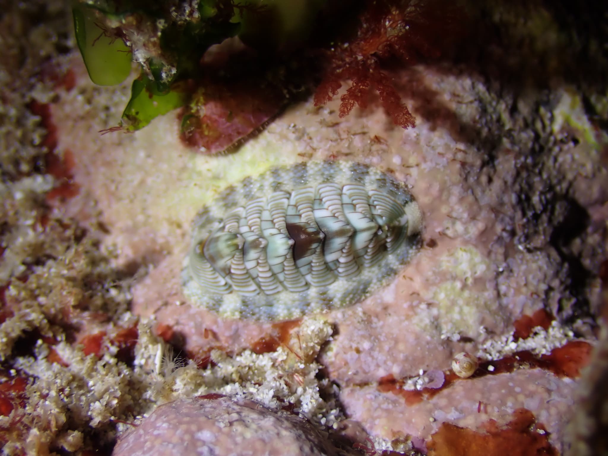 Torri's Chiton (Rhyssoplax torriana)