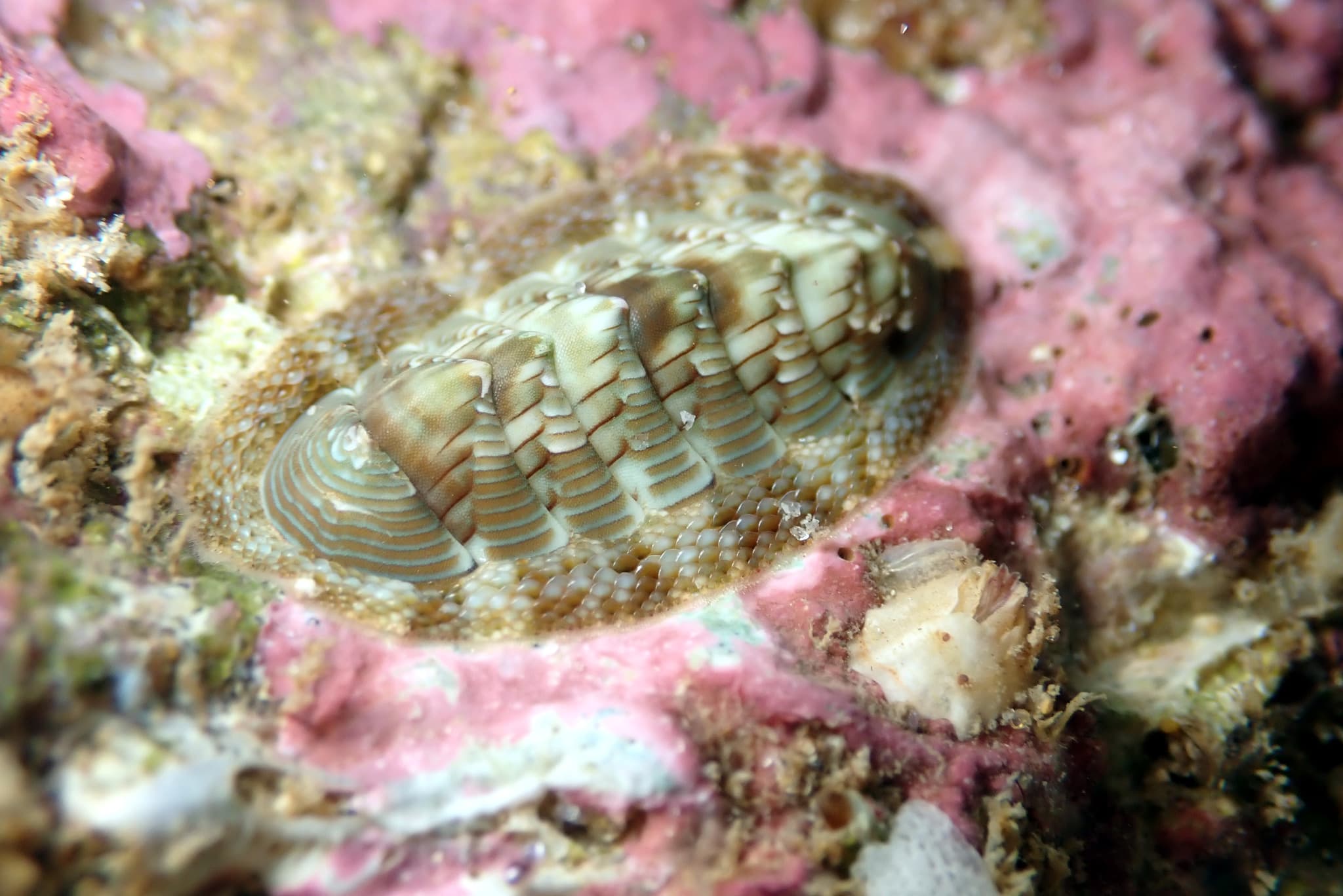 Torri's Chiton (Rhyssoplax torriana)