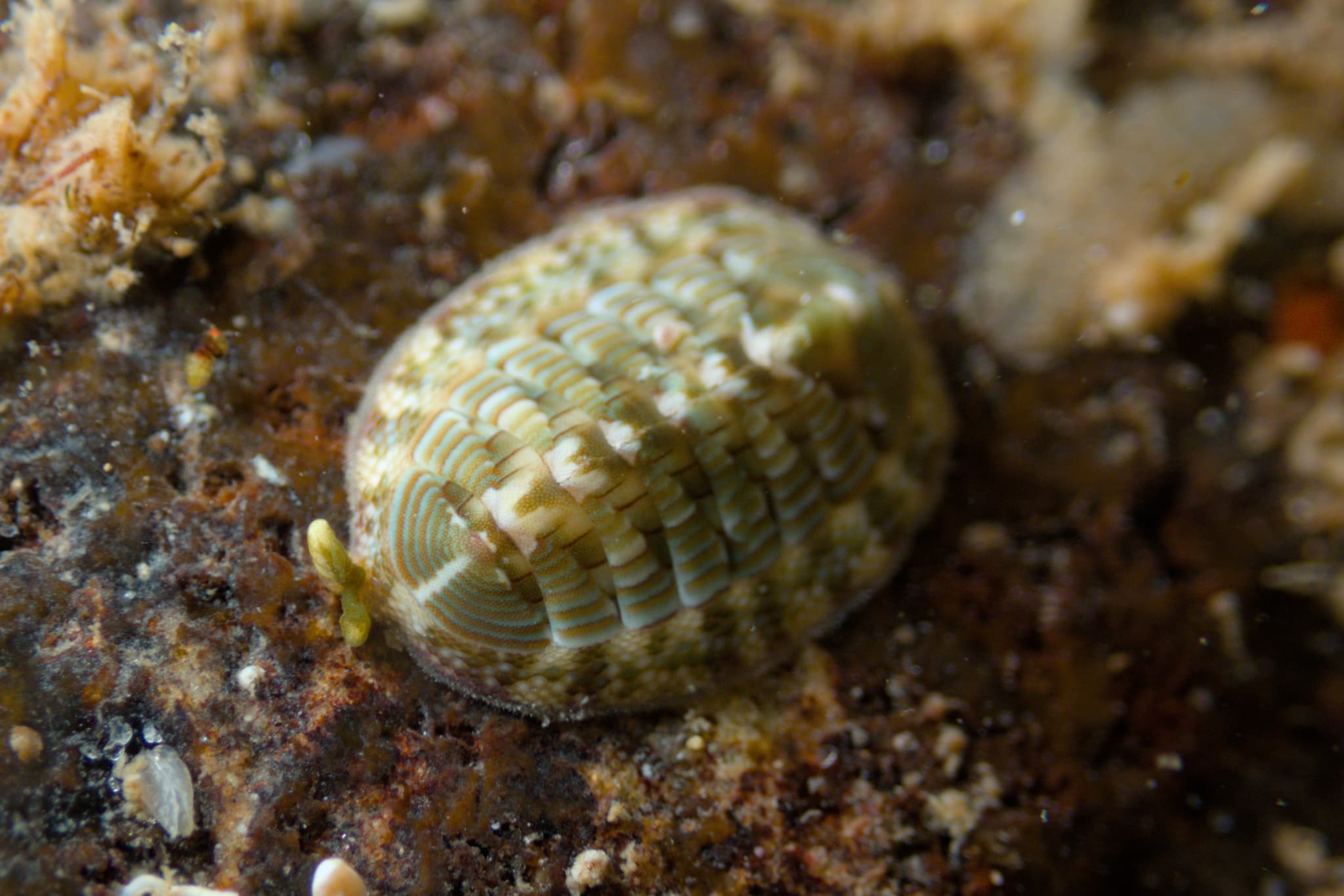 Torri's Chiton (Rhyssoplax torriana)