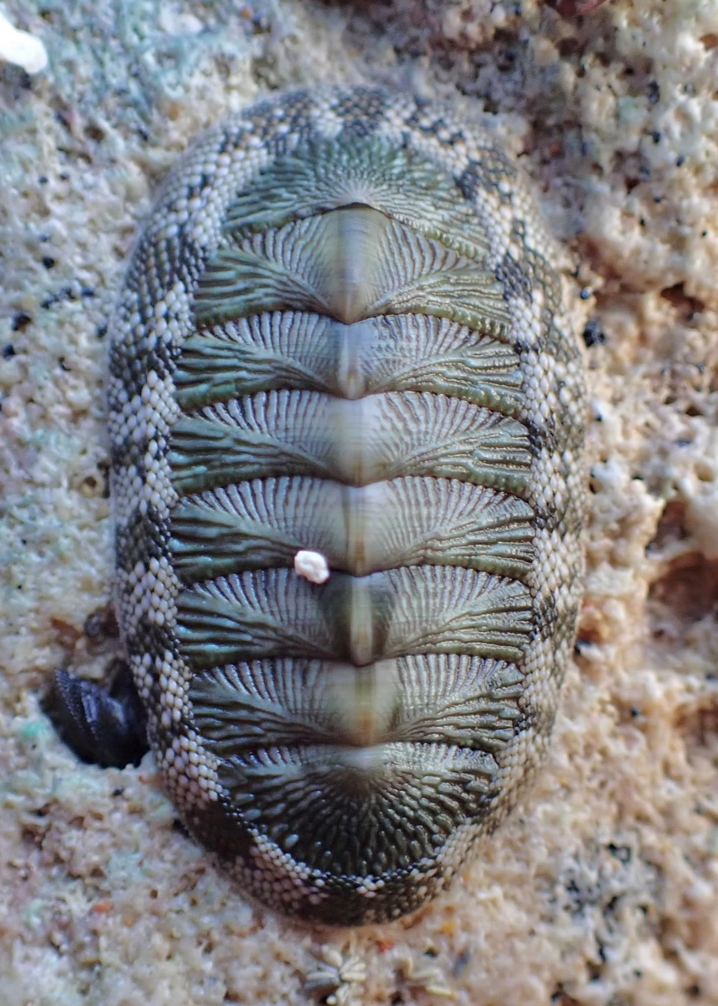 West Indian Green Chiton (Chiton tuberculatus)