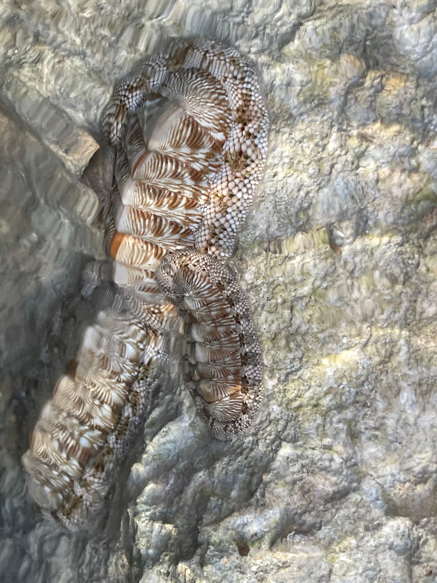 West Indian Green Chiton (Chiton tuberculatus)