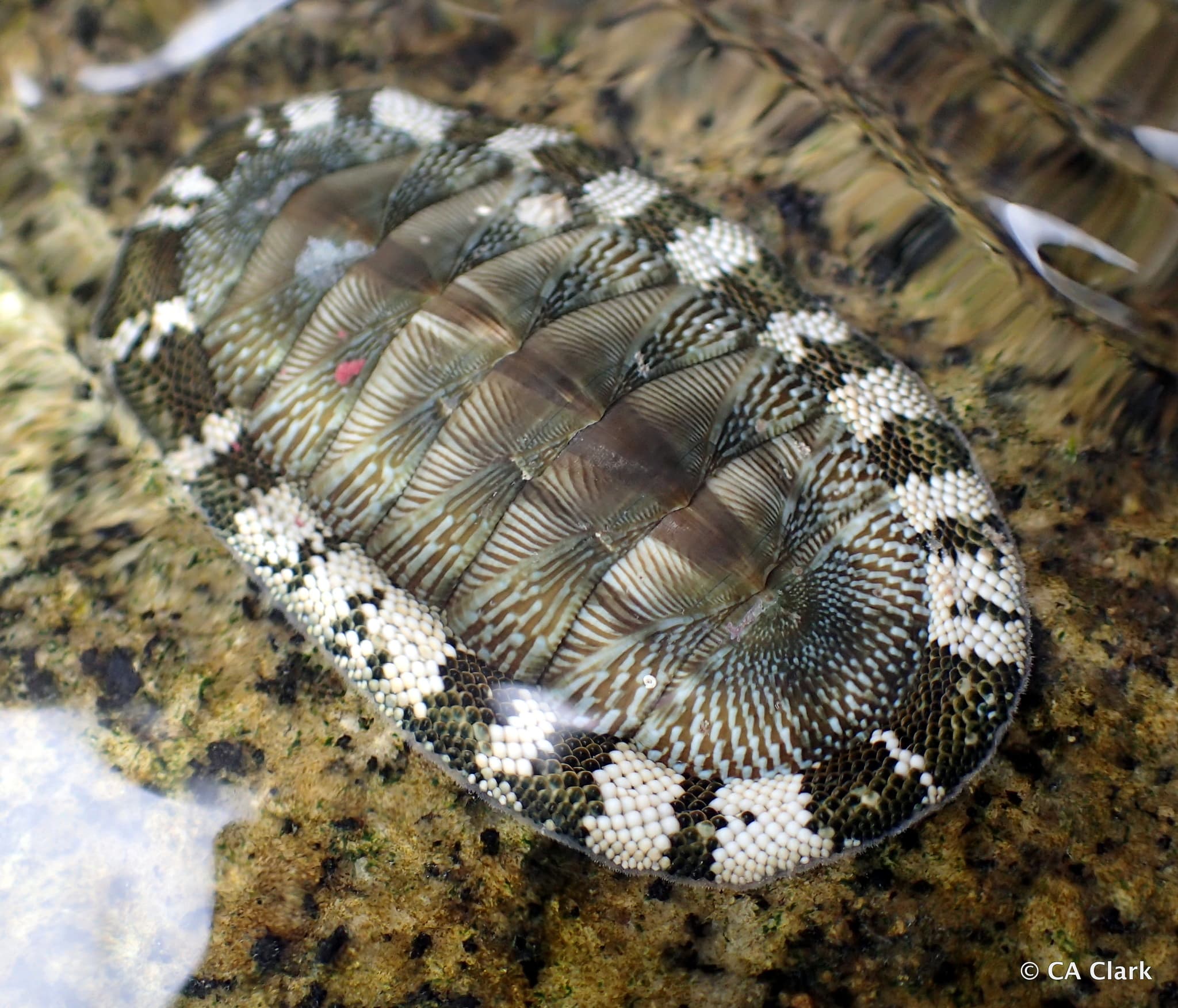 West Indian Green Chiton (Chiton tuberculatus)