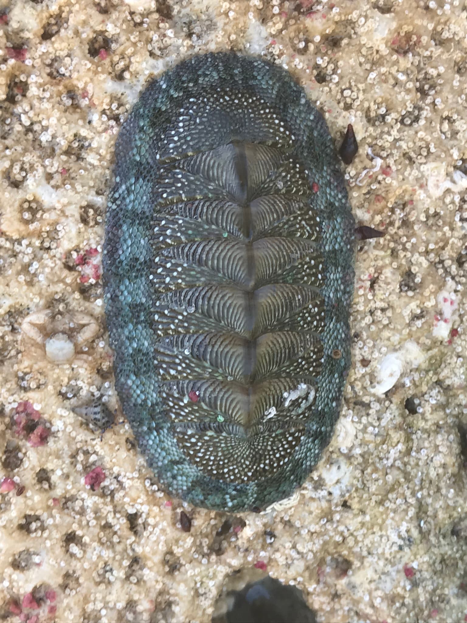 West Indian Green Chiton (Chiton tuberculatus)