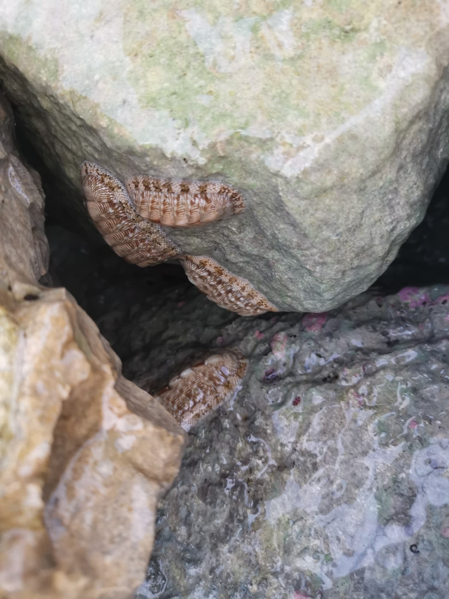 West Indian Green Chiton (Chiton tuberculatus)