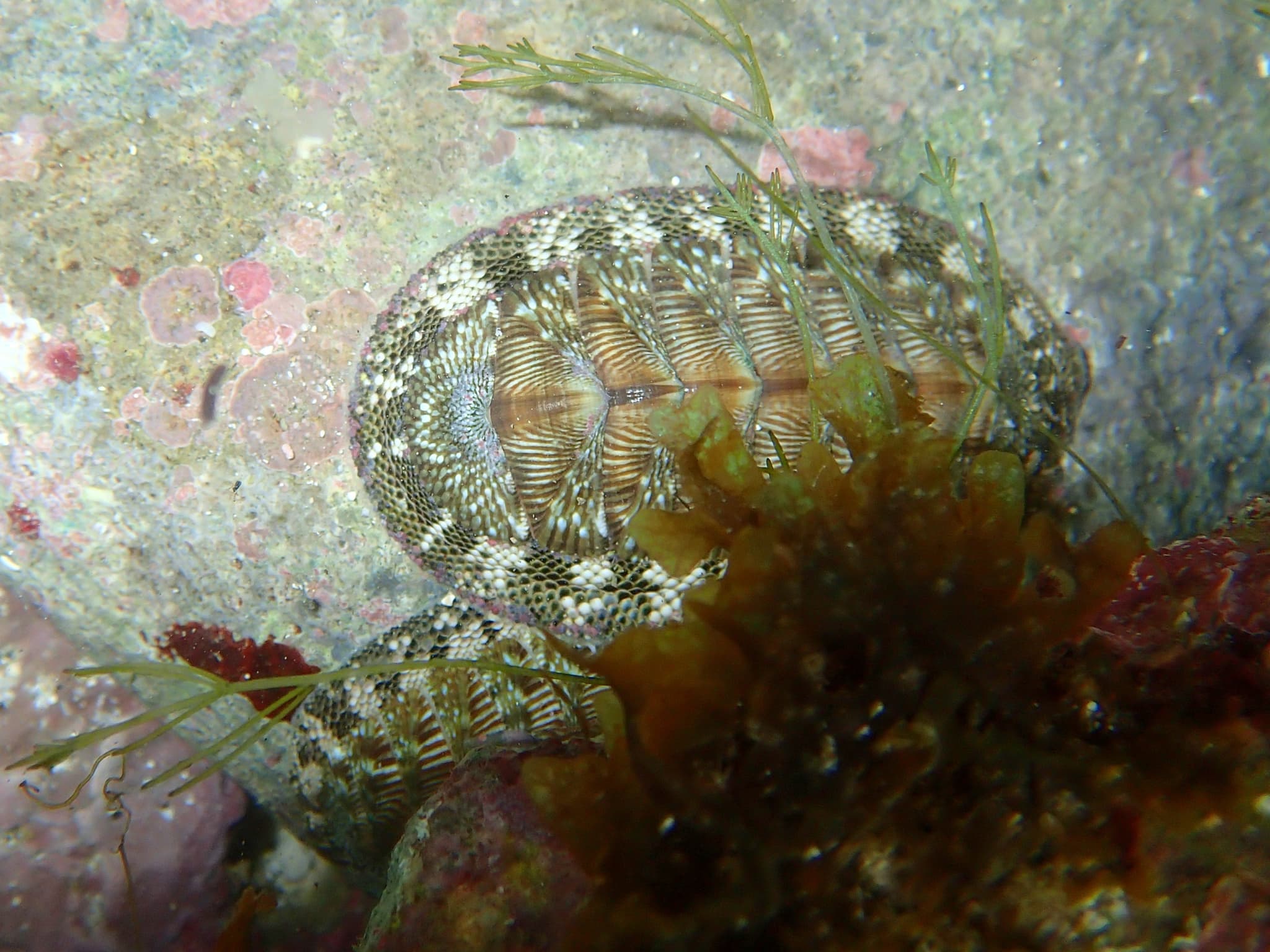 West Indian Green Chiton (Chiton tuberculatus)