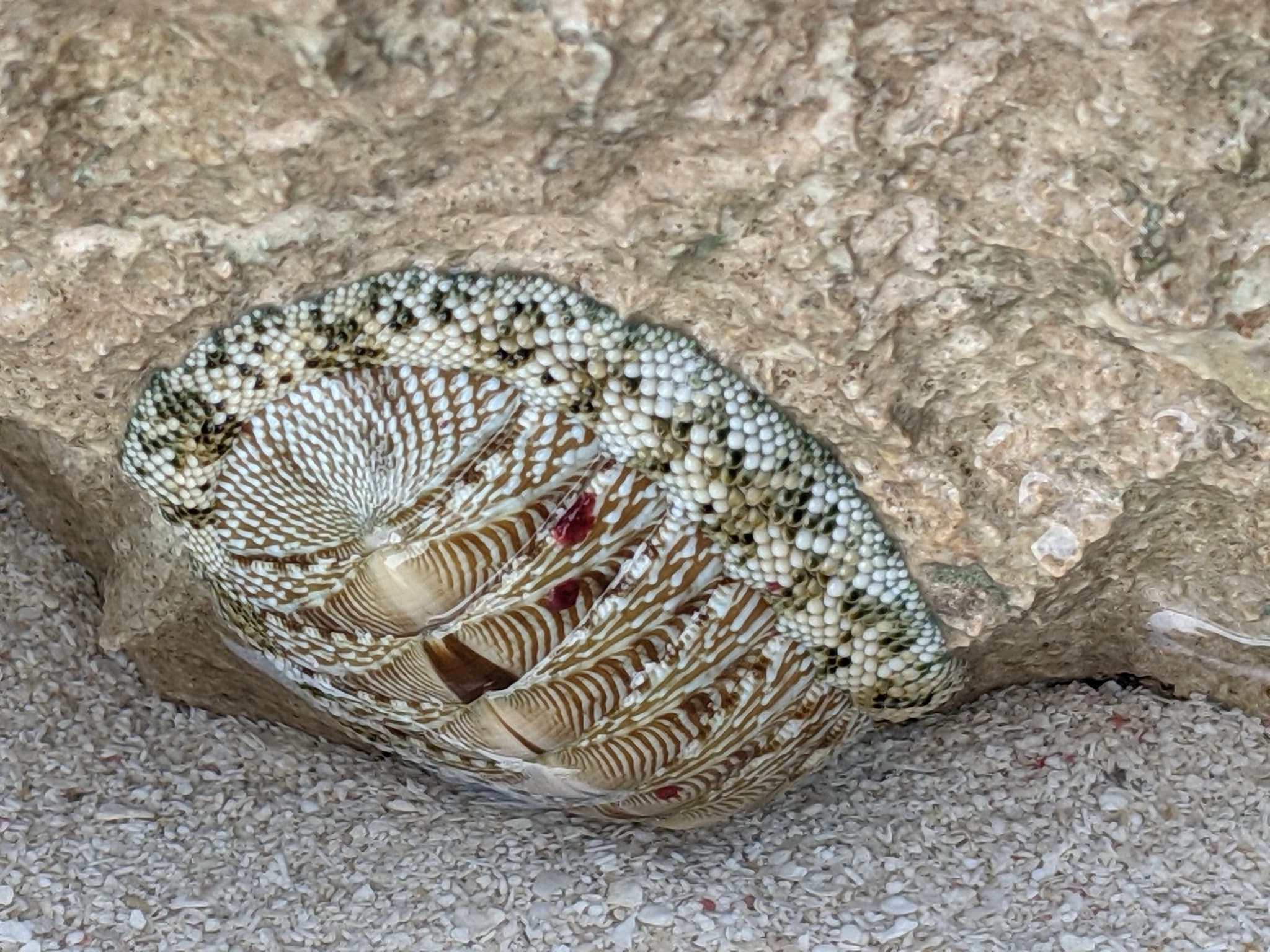 West Indian Green Chiton (Chiton tuberculatus)