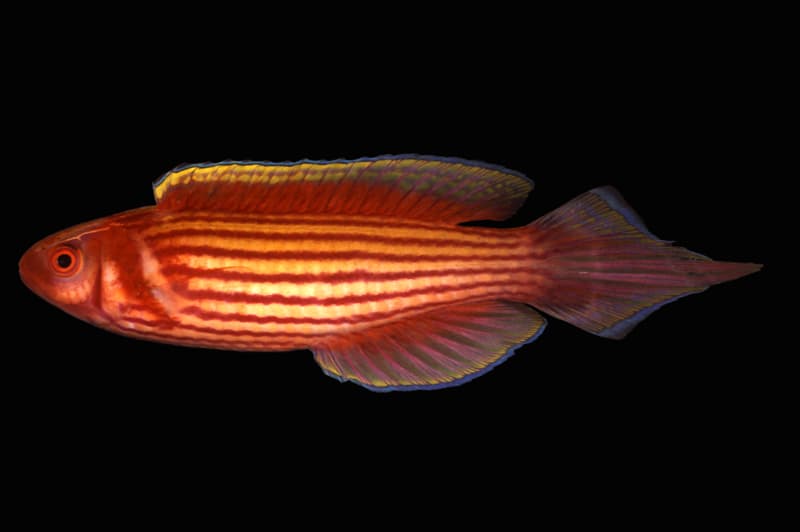 Connie's Wrasse (Conniella apterygia)