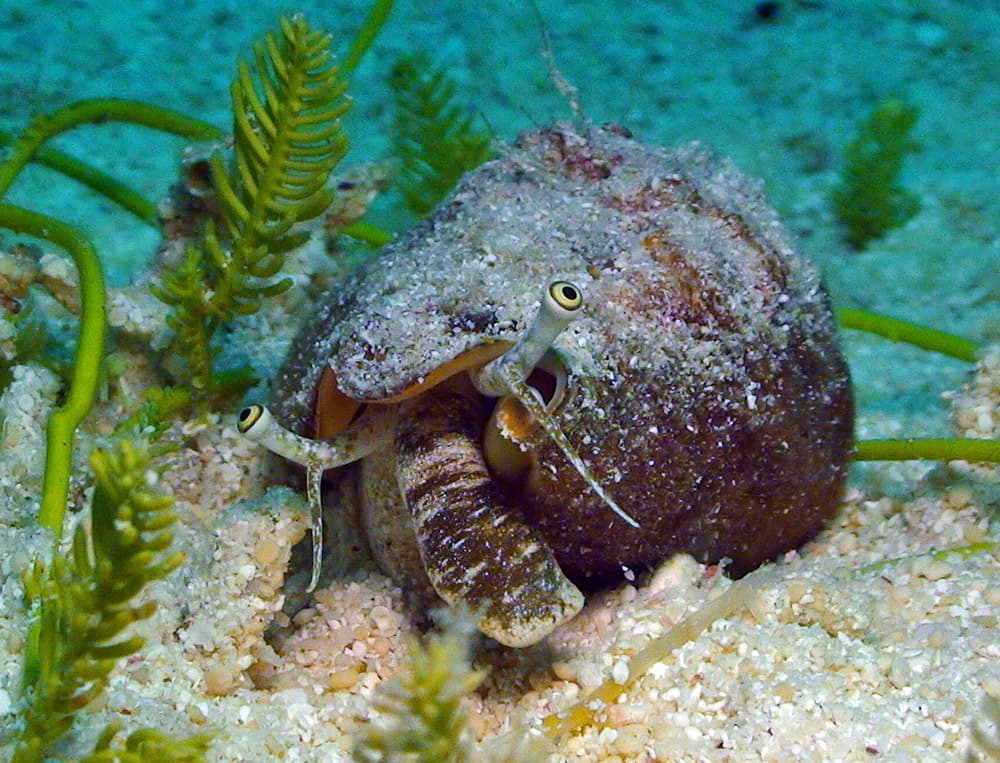 Strawberry Conch (Conomurex luhuanus)